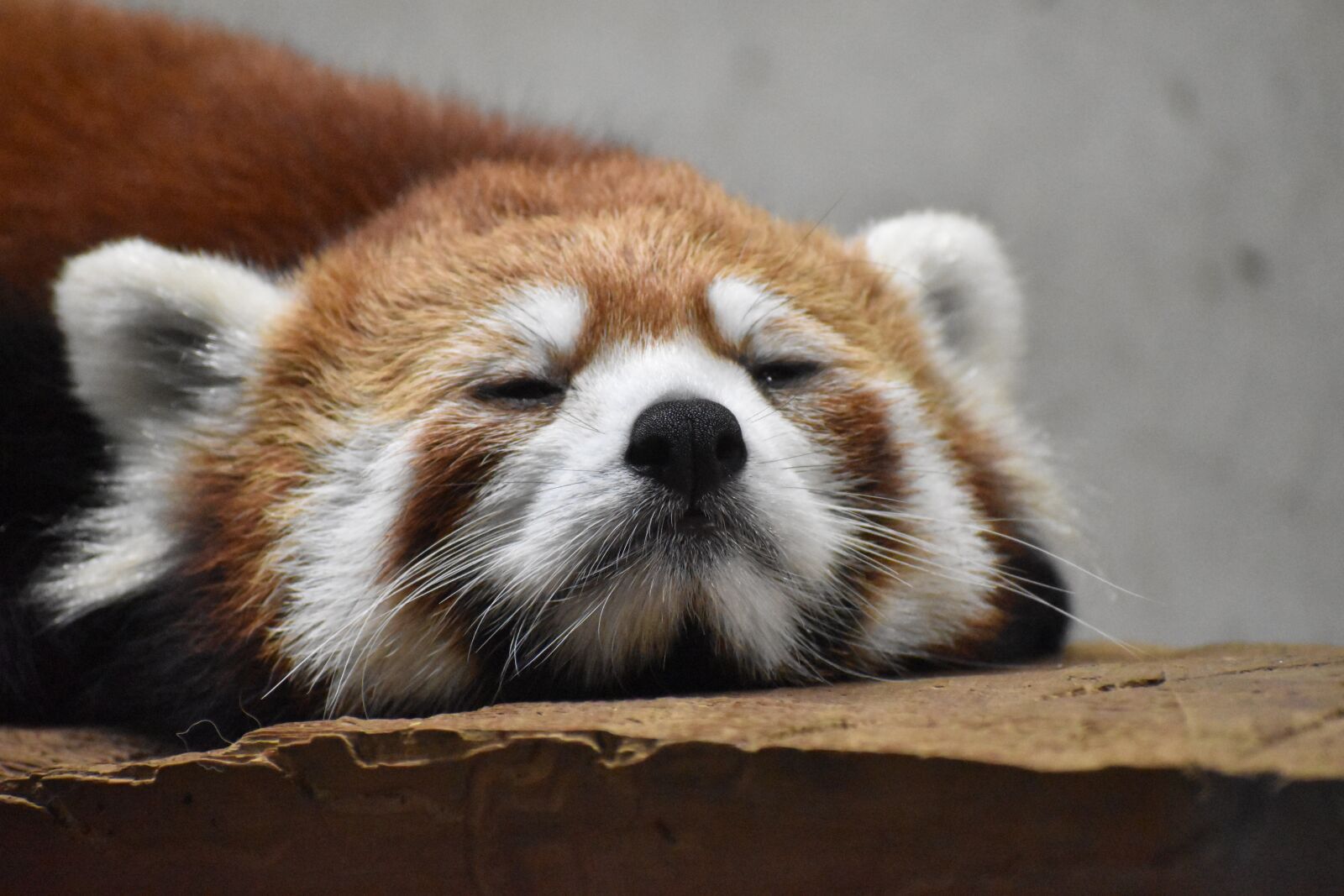 Nikon D5600 sample photo. Redpanda, bear, zoo photography