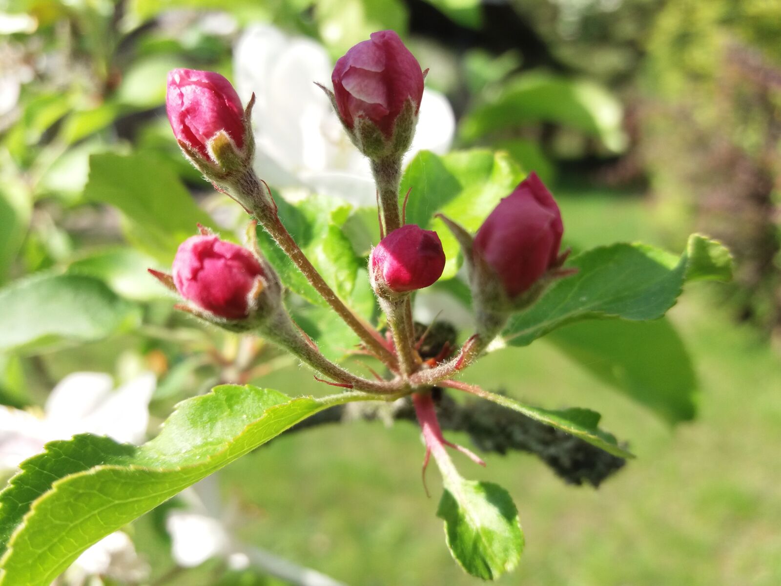 Samsung Galaxy J5(2016) sample photo. Spring, garden, flower photography