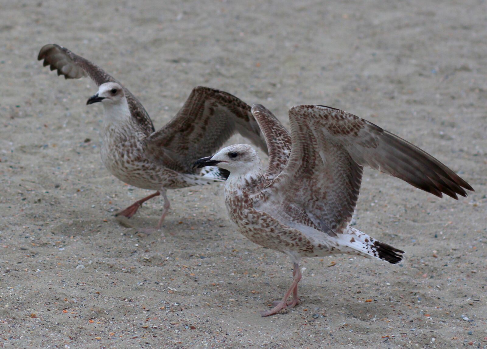 Canon EOS 700D (EOS Rebel T5i / EOS Kiss X7i) + Canon EF 85mm F1.8 USM sample photo. Seagulls, pair, dance photography