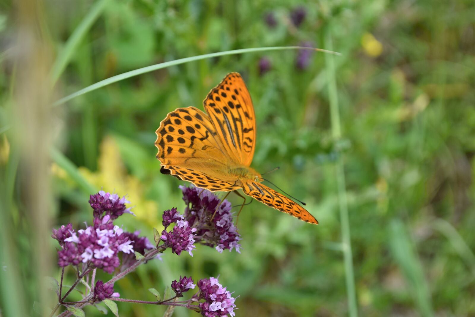 Nikon D5300 sample photo. Butterfly, flower, insects photography