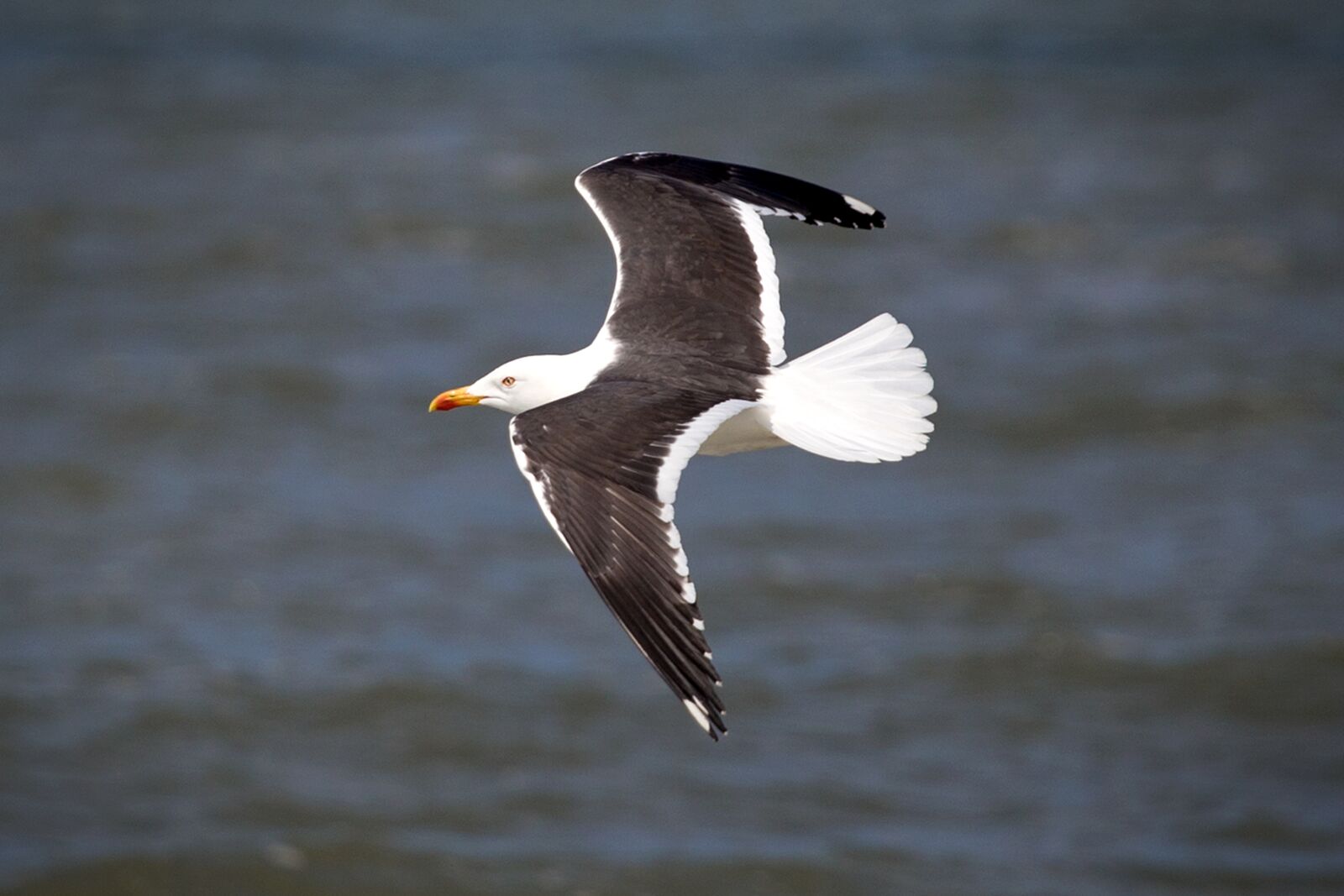 Canon EOS 6D + Canon EF 70-200mm F4L USM sample photo. Sea gull, gull, north photography