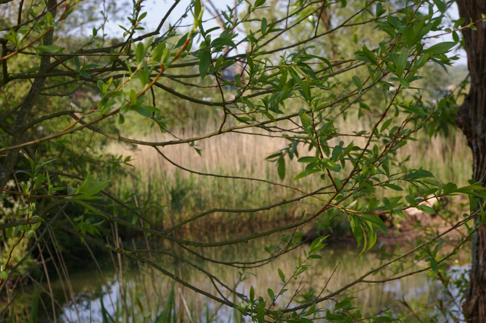 Pentax K100D sample photo. Pond, trees, nature photography