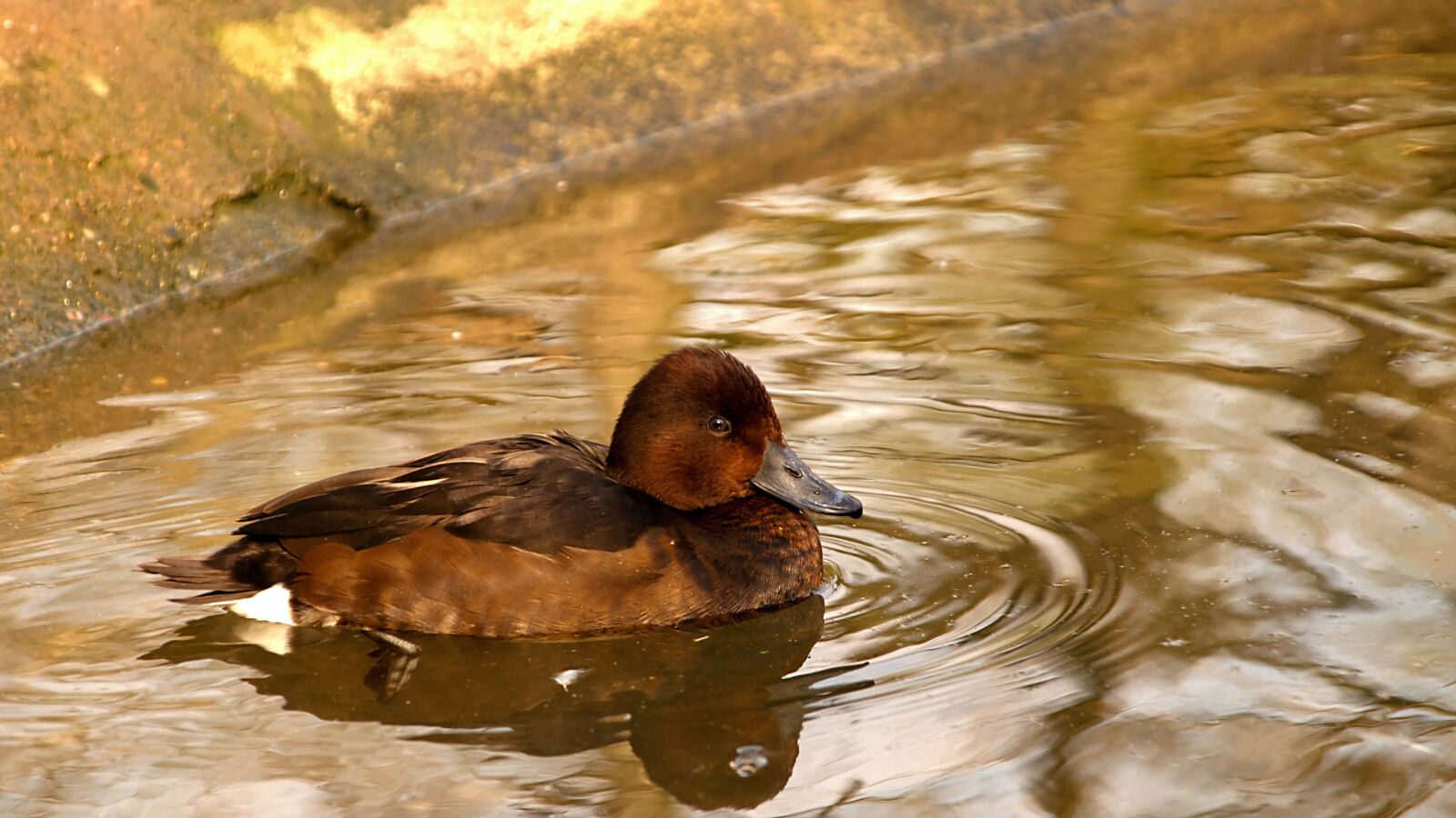 18.00 - 200.00 mm f/3.5 - 6.3 sample photo. Duck, water, ducks photography