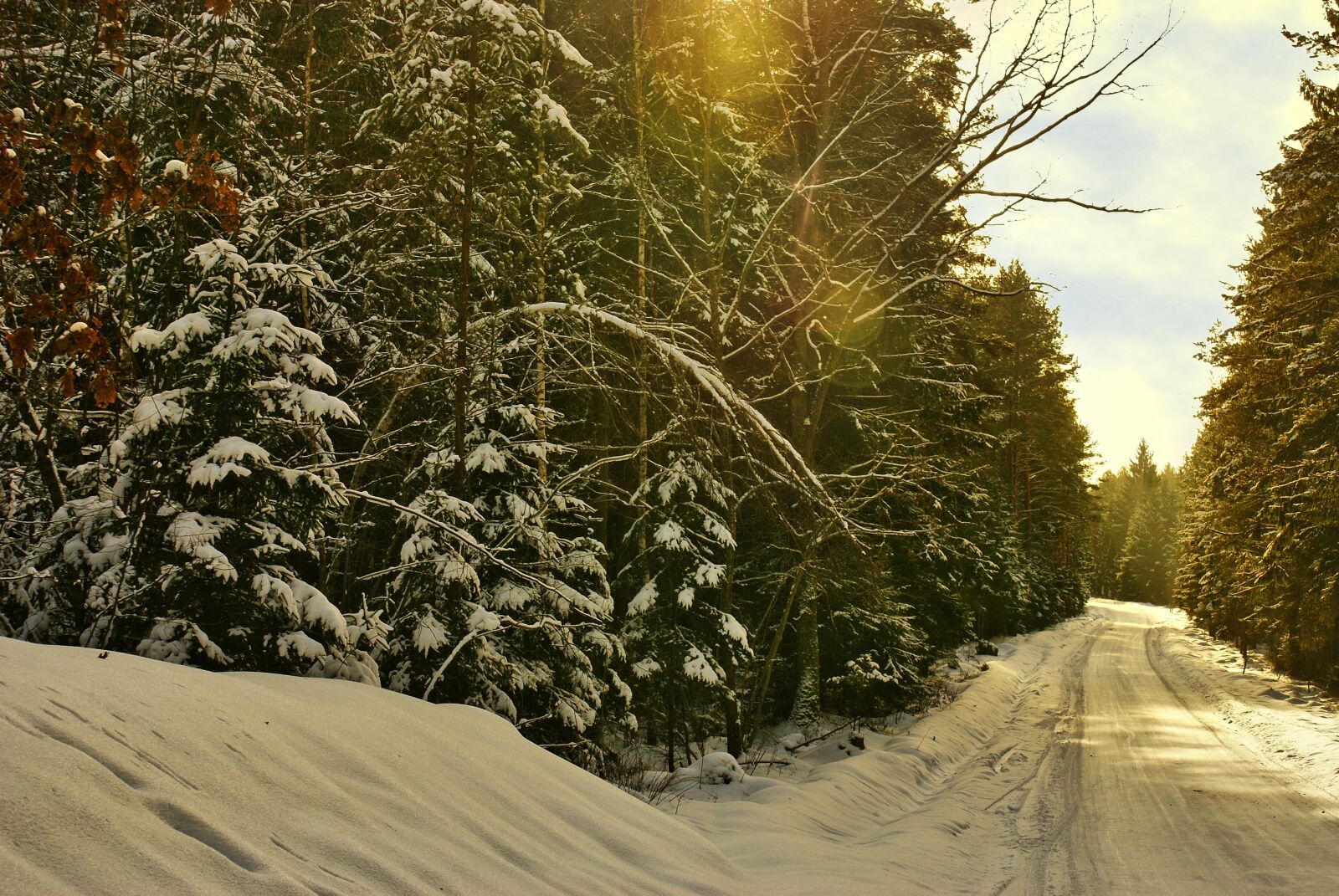 Sony Alpha DSLR-A100 sample photo. Forest, way, winter photography