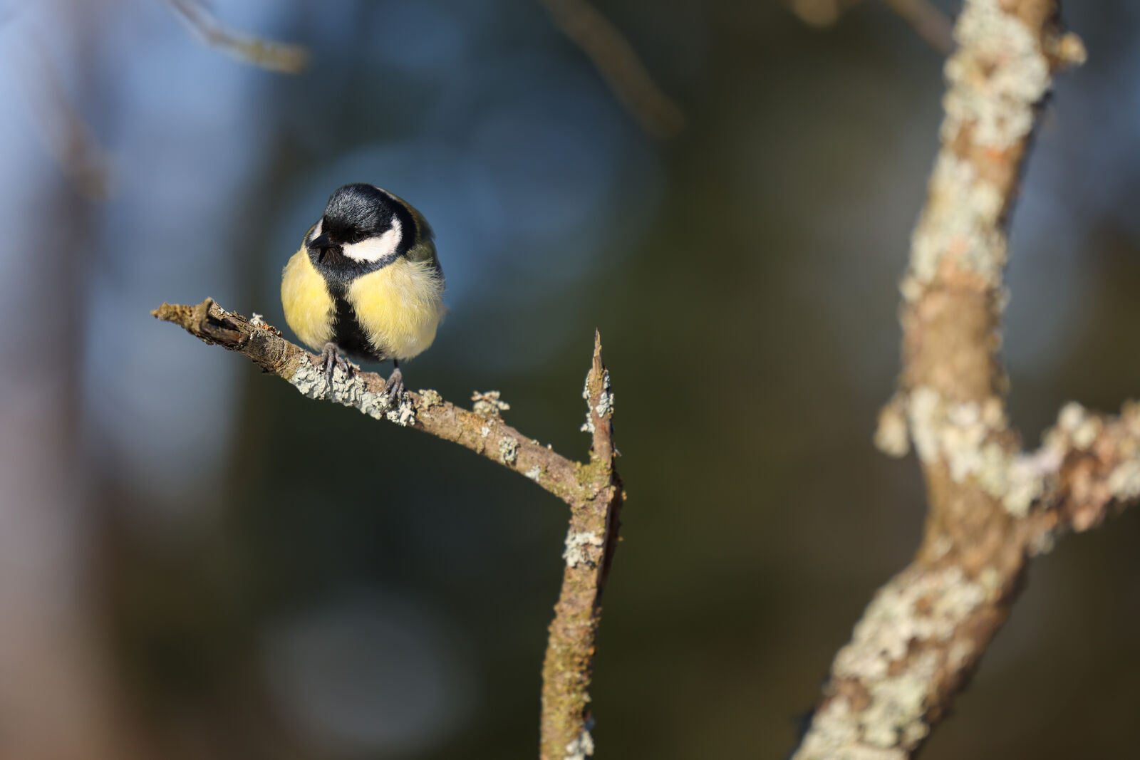 Canon RF 50mm F1.2L USM sample photo. Morning great tit photography