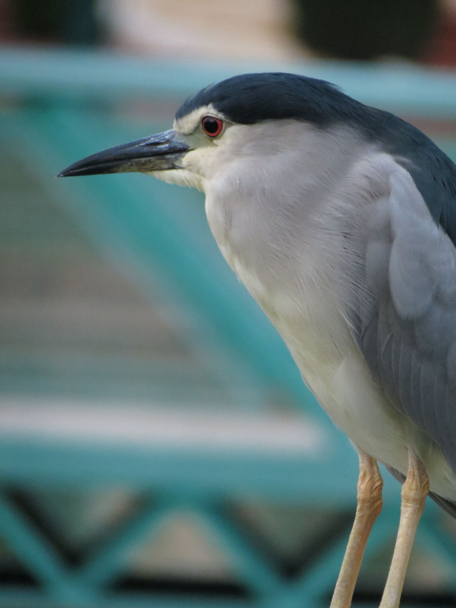 Canon PowerShot SX40 HS sample photo. Bird, water bird, lake photography