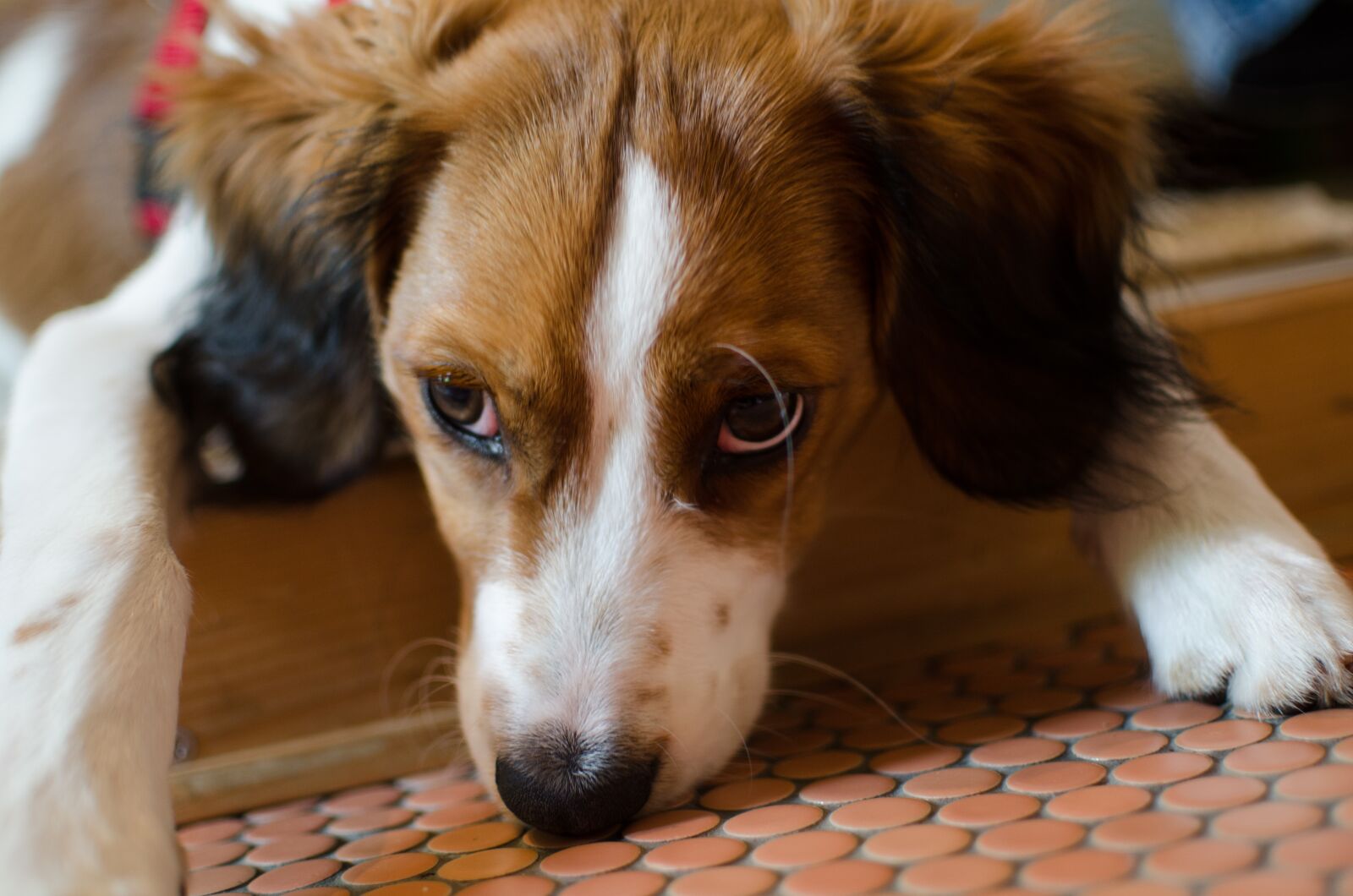Nikon D7000 sample photo. Dog, pet, animal photography