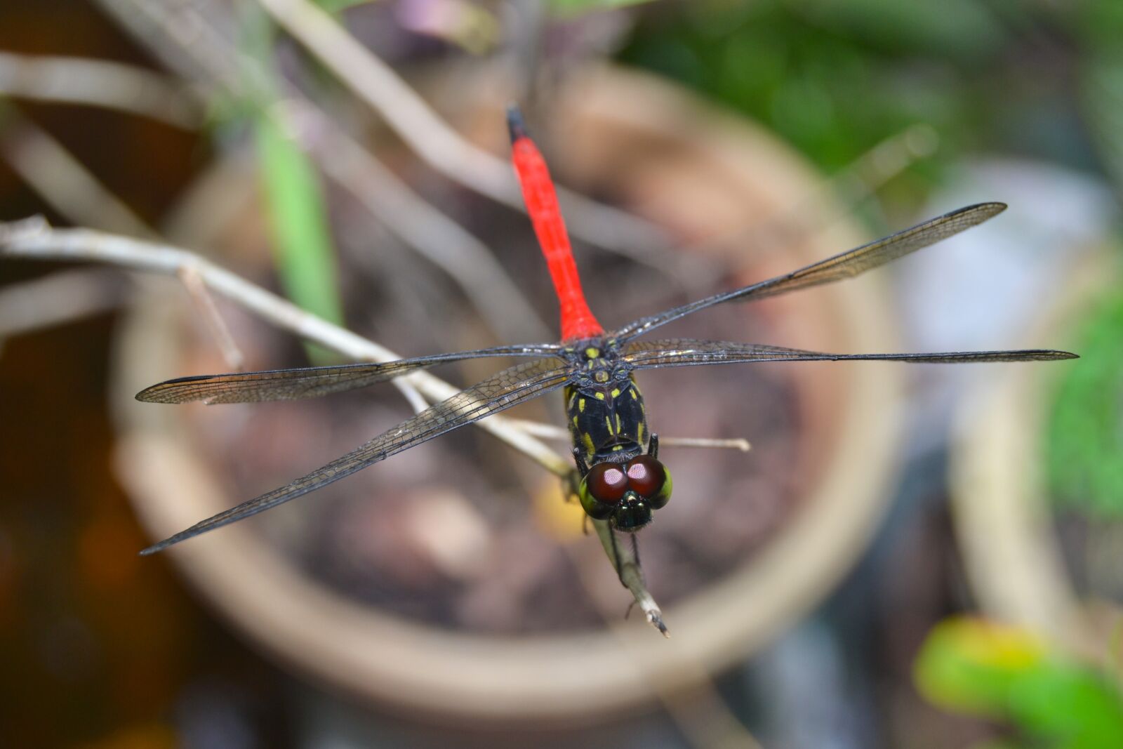 Nikon D3100 sample photo. Dragonflies, andarinyo, indonesia photography