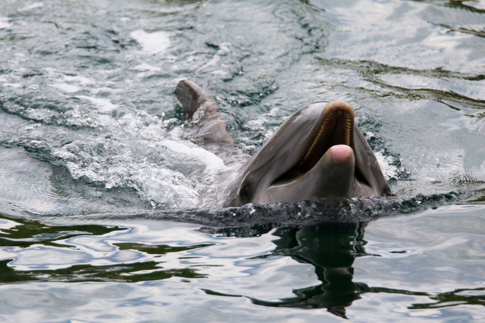 Canon EOS 70D sample photo. Animal world, dolphin, mammal photography