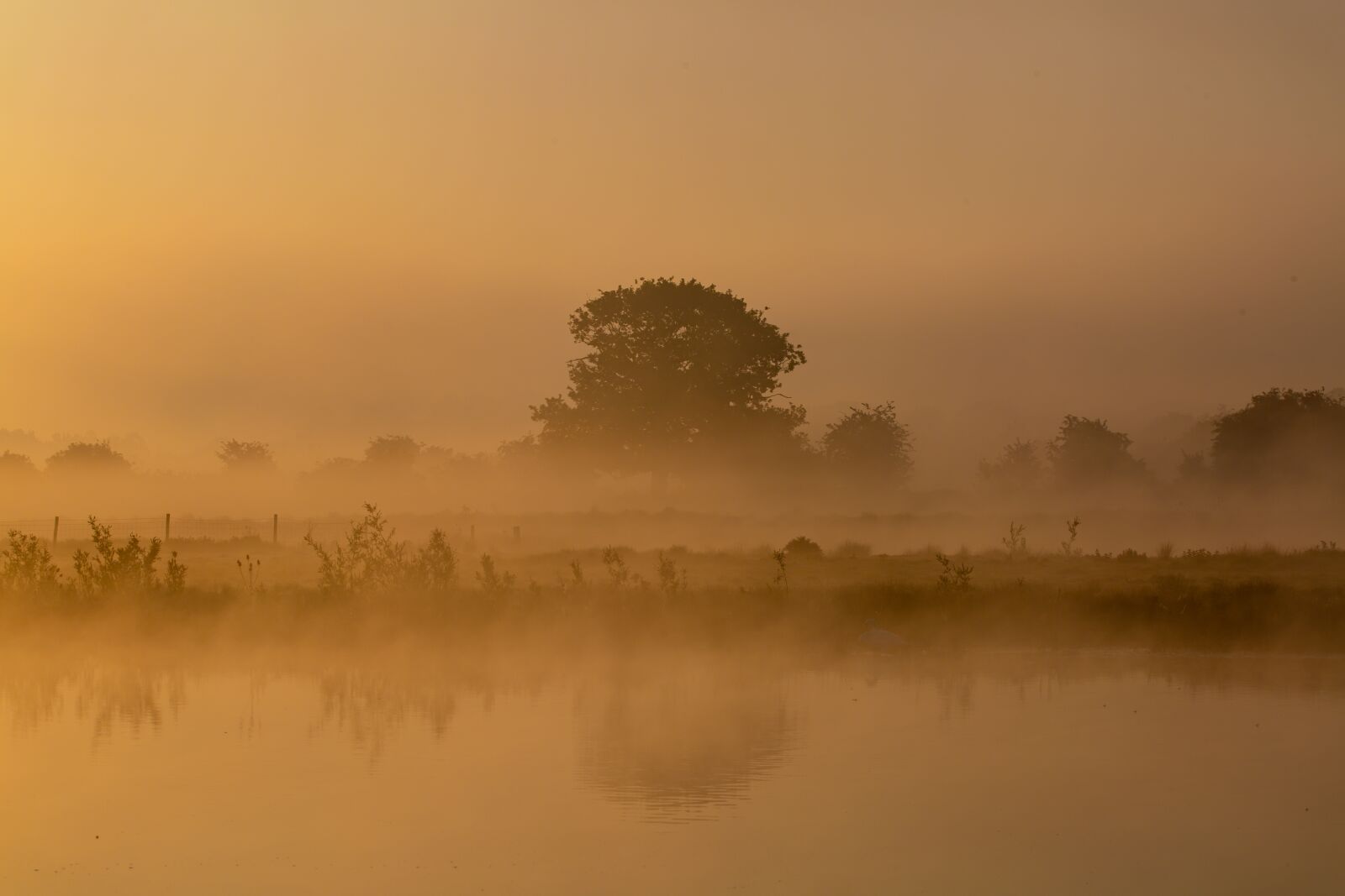 150-600mm F5-6.3 DG OS HSM | Contemporary 015 sample photo. Misty riverbank, misty, mist photography