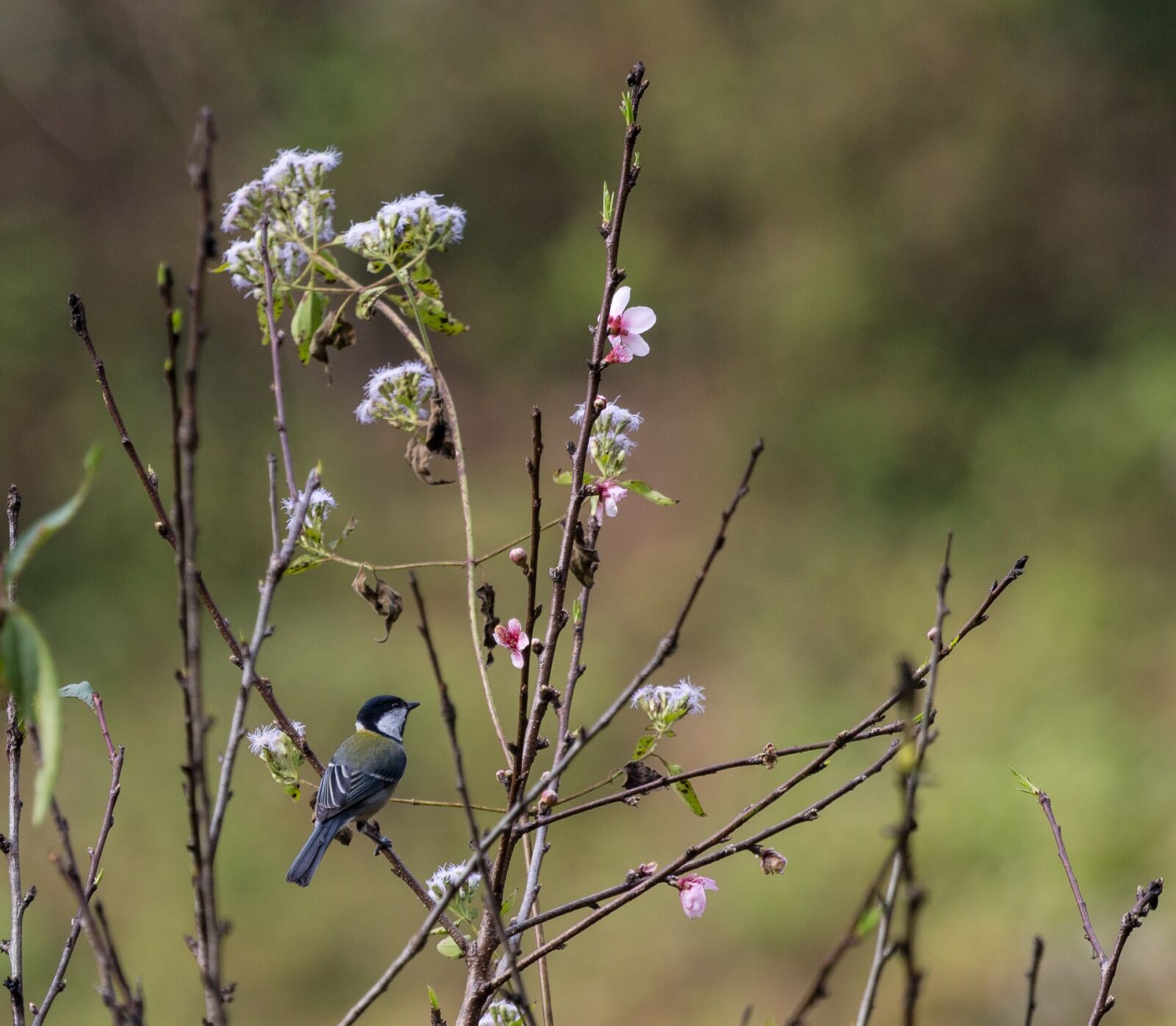 Canon EF 100-400mm F4.5-5.6L IS USM sample photo. Bird, nature, tree photography