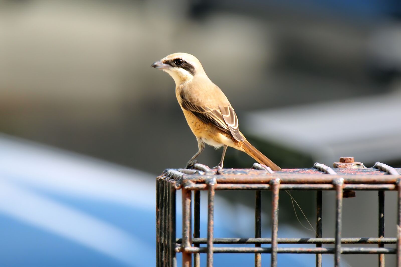 Olympus OM-D E-M1 sample photo. Brown, shrike, wild photography
