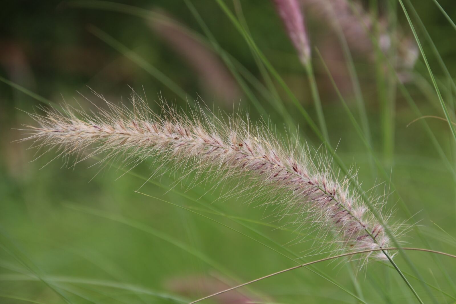 Canon EOS 700D (EOS Rebel T5i / EOS Kiss X7i) sample photo. Miscanthus, wilderness, riverside photography