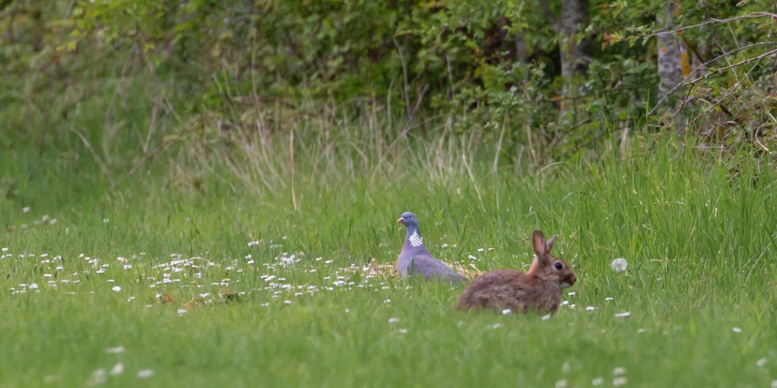 Canon EOS 5D Mark III sample photo. Wild rabbit in daisy photography