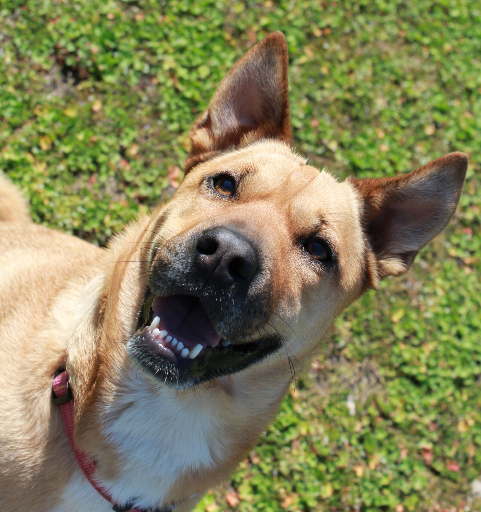Canon EOS 1200D (EOS Rebel T5 / EOS Kiss X70 / EOS Hi) sample photo. Dog, crazy, animal photography