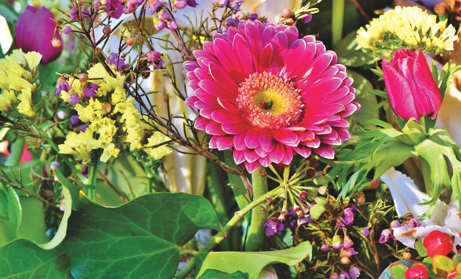 Nikon D7200 sample photo. Gerbera, blossom, bloom photography
