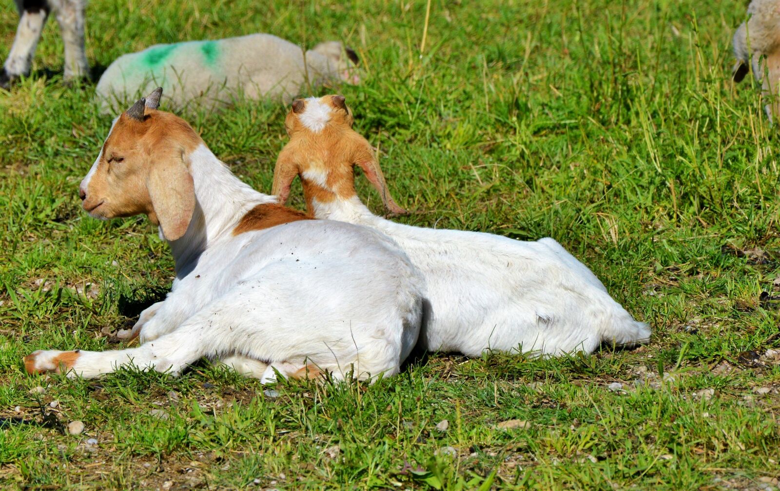Nikon D3200 sample photo. Goat, prima donna, geiss photography