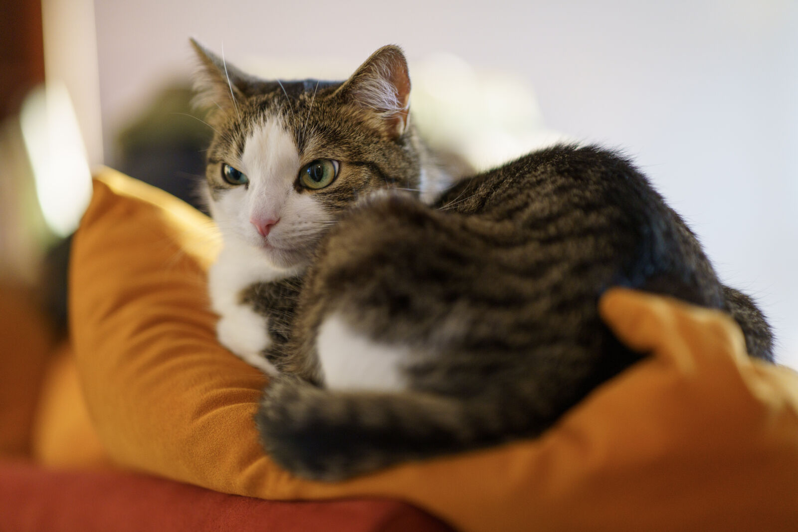 Sony a7R IV + Samyang AF 85mm F1.4 II sample photo. Cat annoyed photography