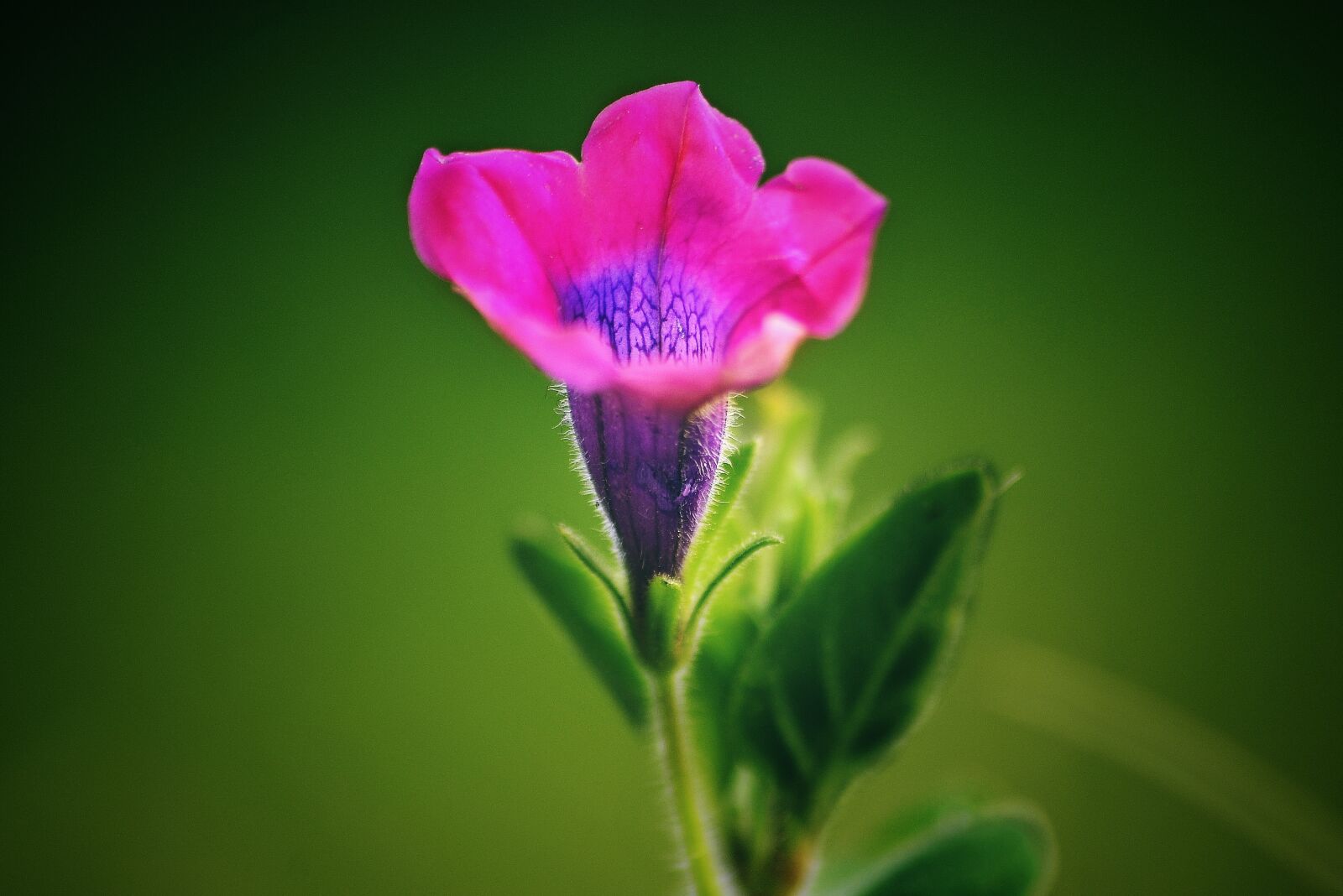 Nikon D5100 sample photo. Stemless gentian, flower, red photography