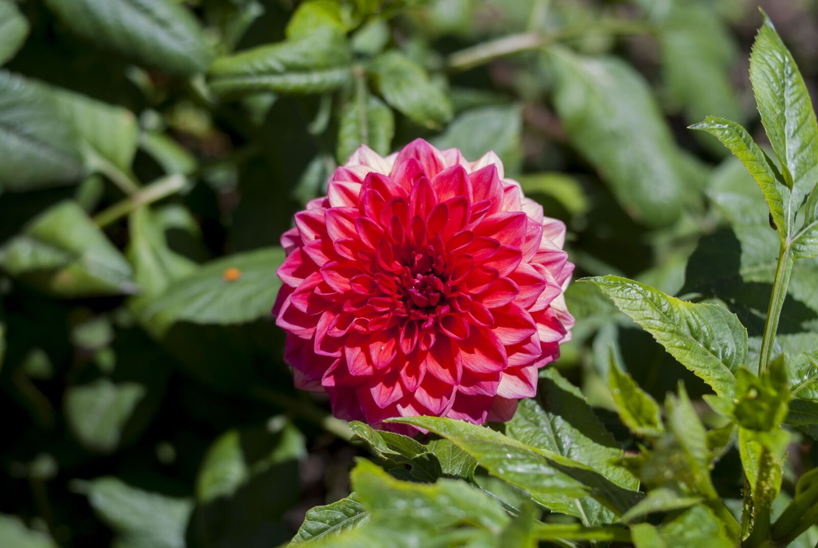 Nikon D60 sample photo. Nature, garden, plant photography