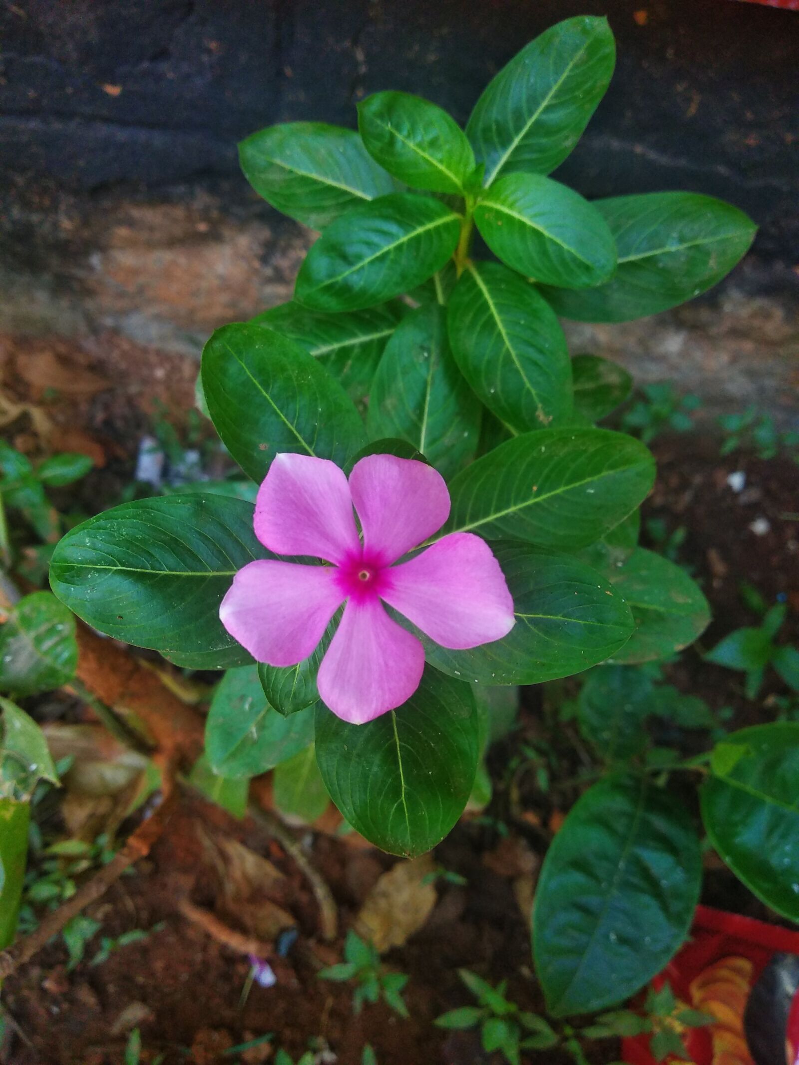 Xiaomi Redmi Note 5 sample photo. Flower, beauty, green photography