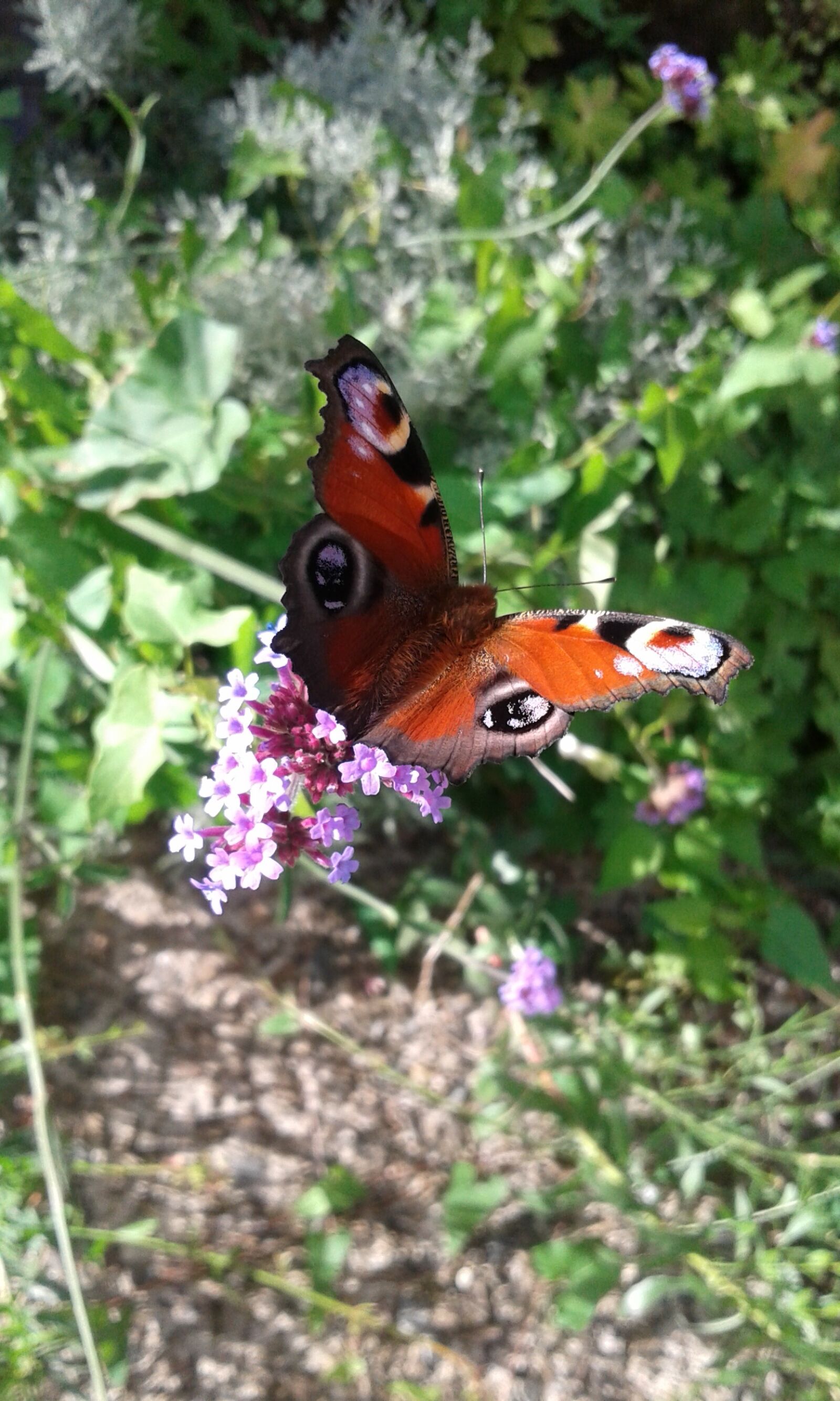 Samsung Galaxy Core Plus sample photo. Butterfly, forage, macro photography