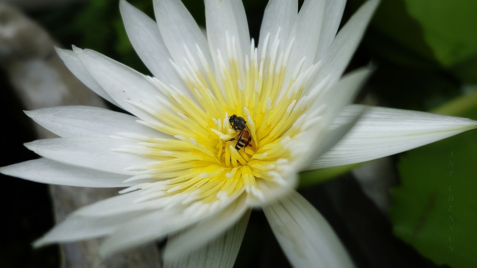 Sony Cyber-shot DSC-RX100 II sample photo. Bua bae, lotus, ภุมริน photography