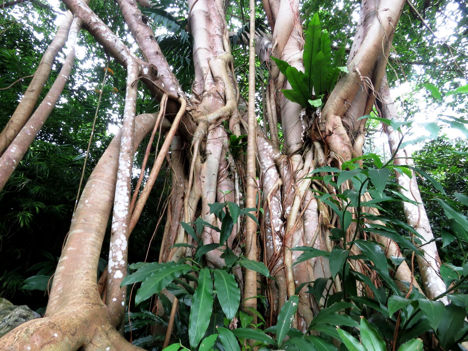 Canon PowerShot SX60 HS sample photo
