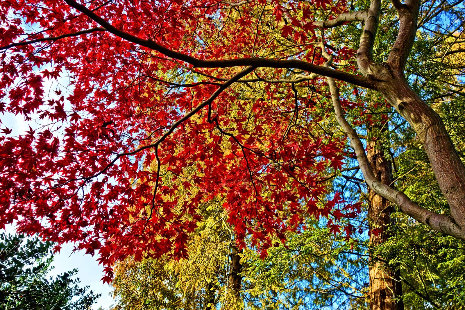 Sony Cyber-shot DSC-RX100 sample photo. Tree, branch, leaves photography