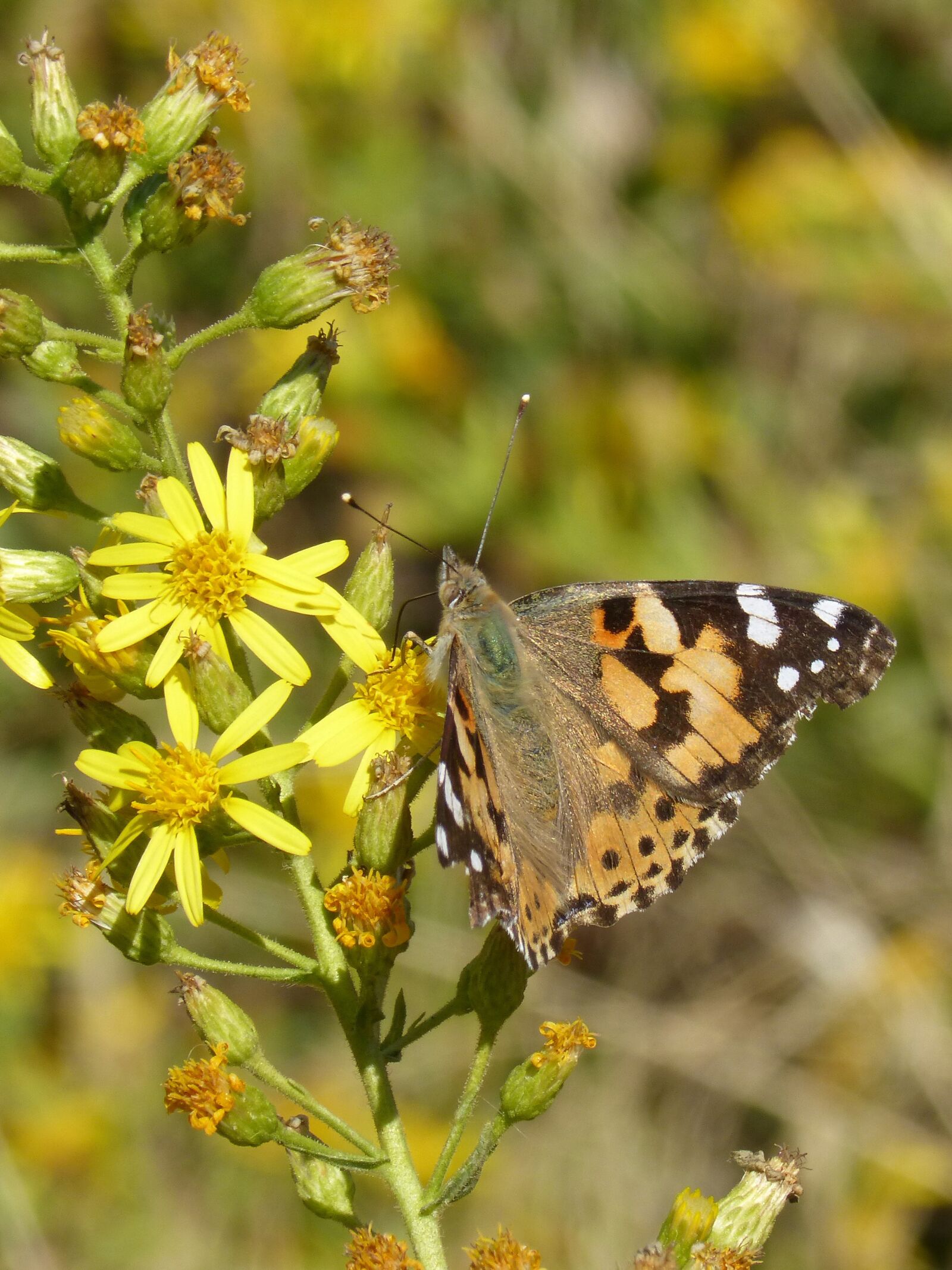Panasonic DMC-FZ62 sample photo. Butterfly, vanessa cardui, vanesa photography