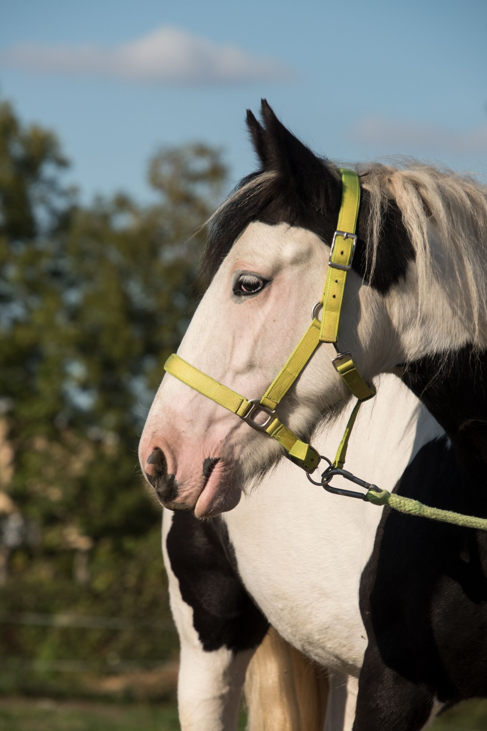 Nikon D750 sample photo. Tinker, horse, animal photography