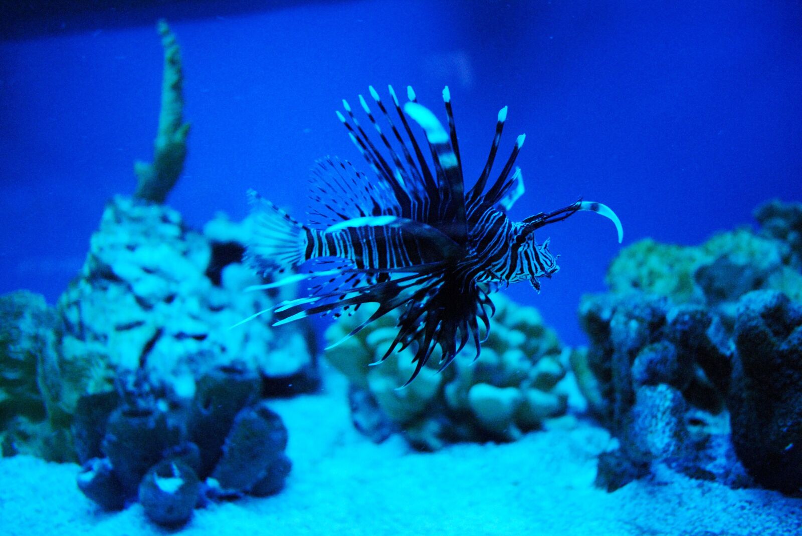 Nikon D3000 sample photo. Fish, animal, sea world photography