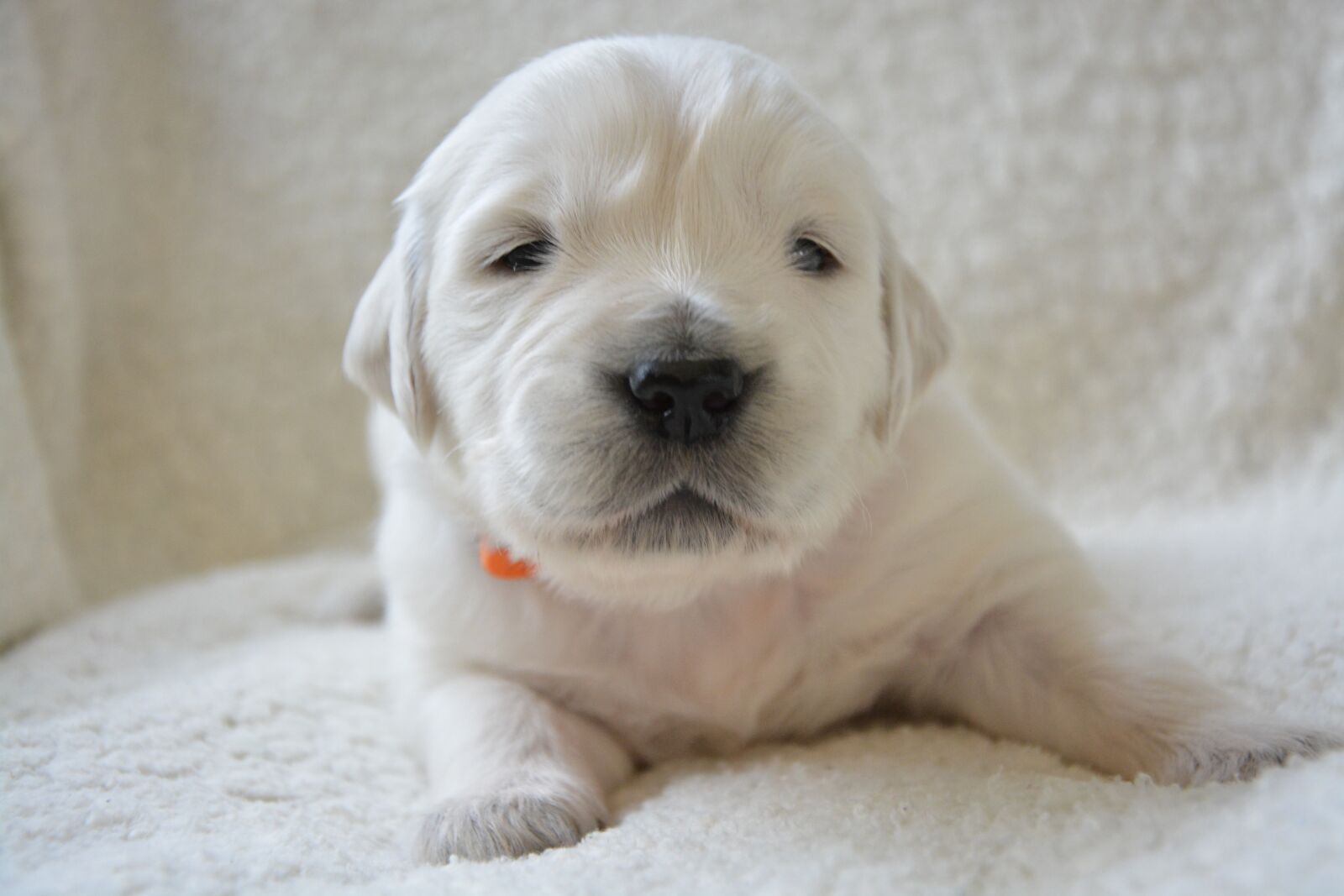 Nikon D5200 sample photo. Golden retriever puppy, pup photography