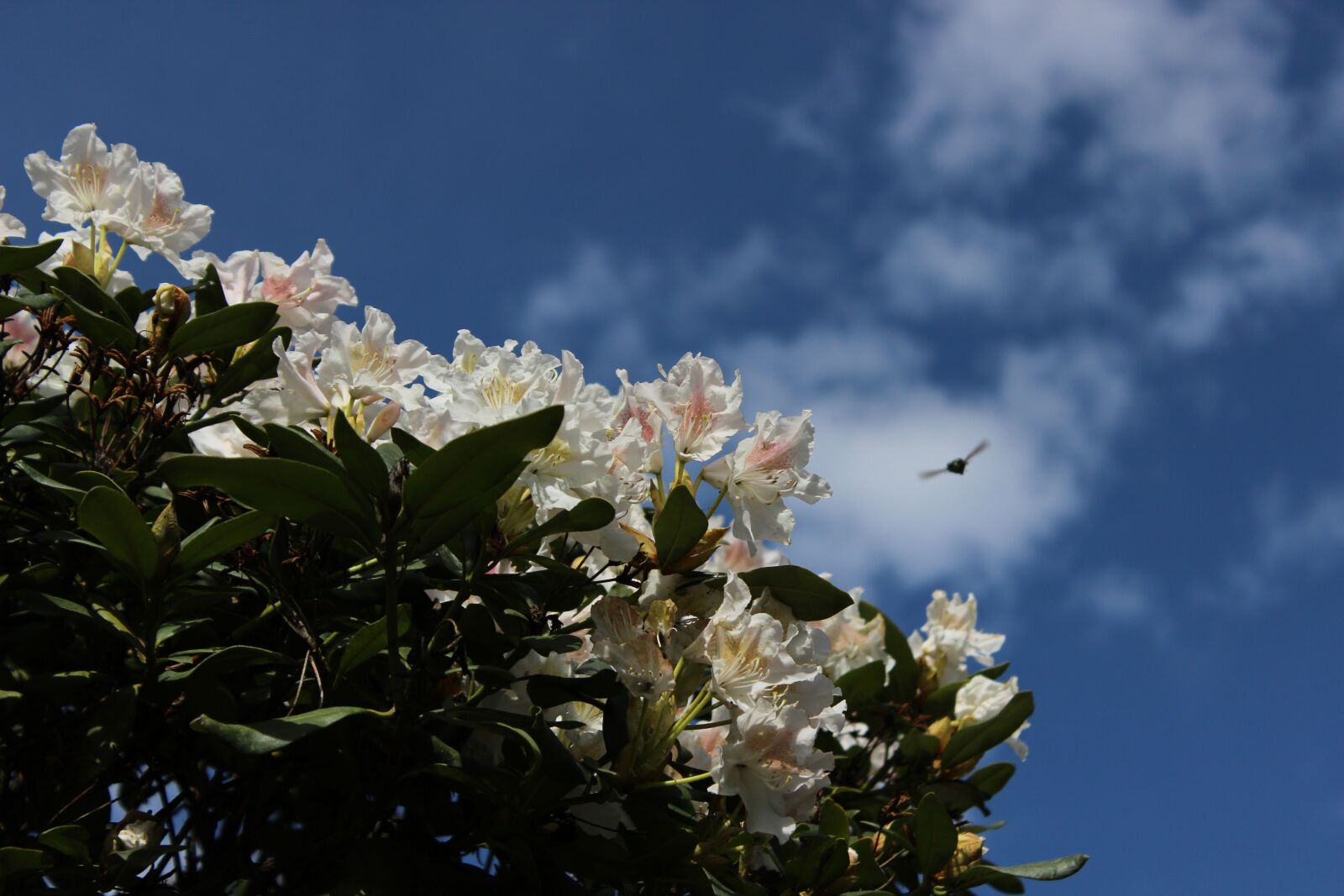 Canon EOS 600D (Rebel EOS T3i / EOS Kiss X5) sample photo. Rhododendron, white, sky photography