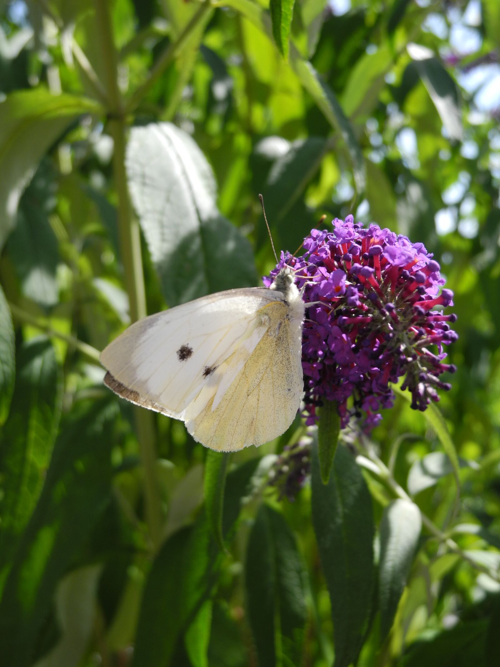 Nikon Coolpix P7000 sample photo. Butterfly, lilac purple, macro photography