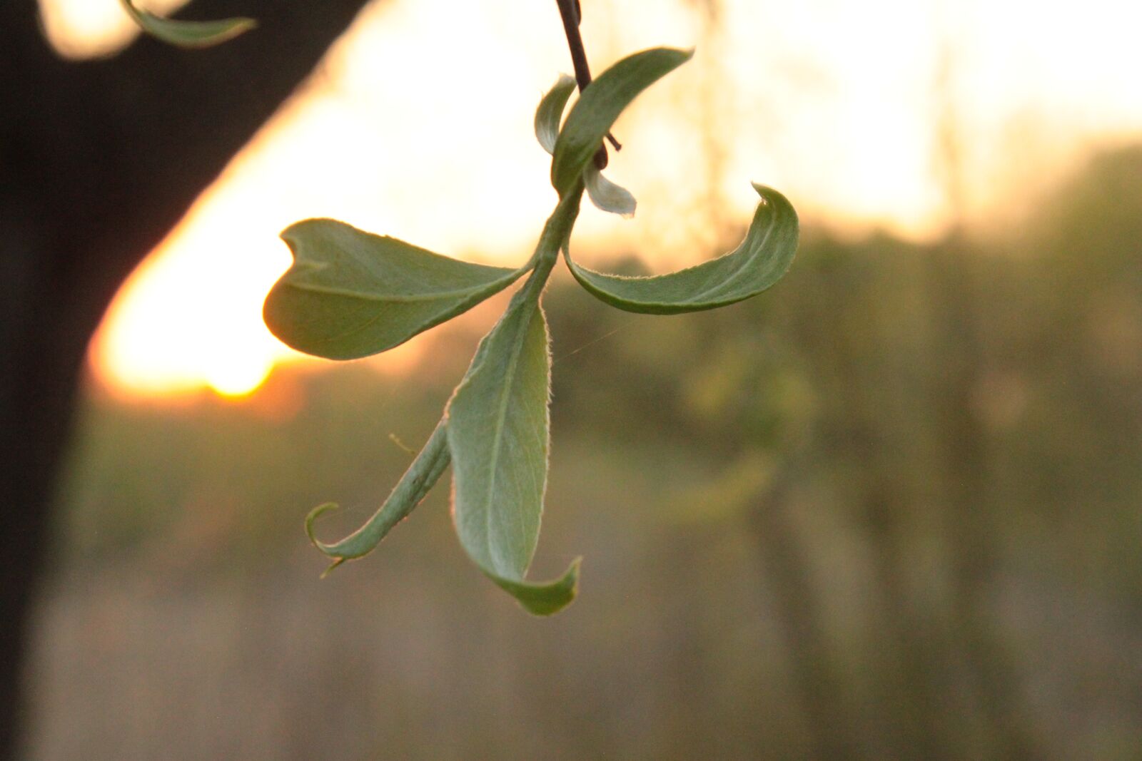 Canon EOS 500D (EOS Rebel T1i / EOS Kiss X3) sample photo. Sunset, nature, tree photography