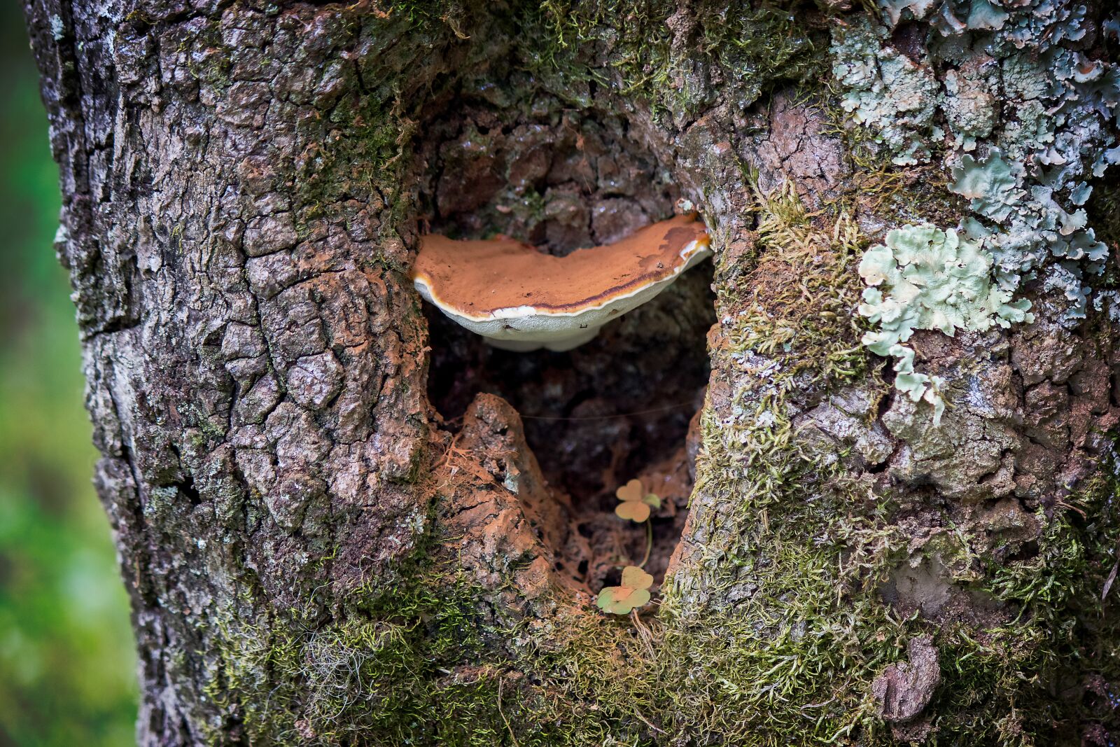Canon EOS 600D (Rebel EOS T3i / EOS Kiss X5) sample photo. Tree, mushroom, nature photography