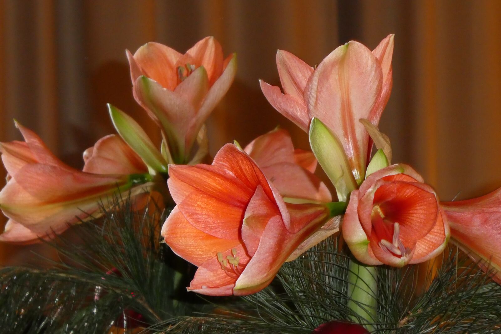 Panasonic DMC-TZ81 sample photo. Amaryllis, mirroring, flowers photography