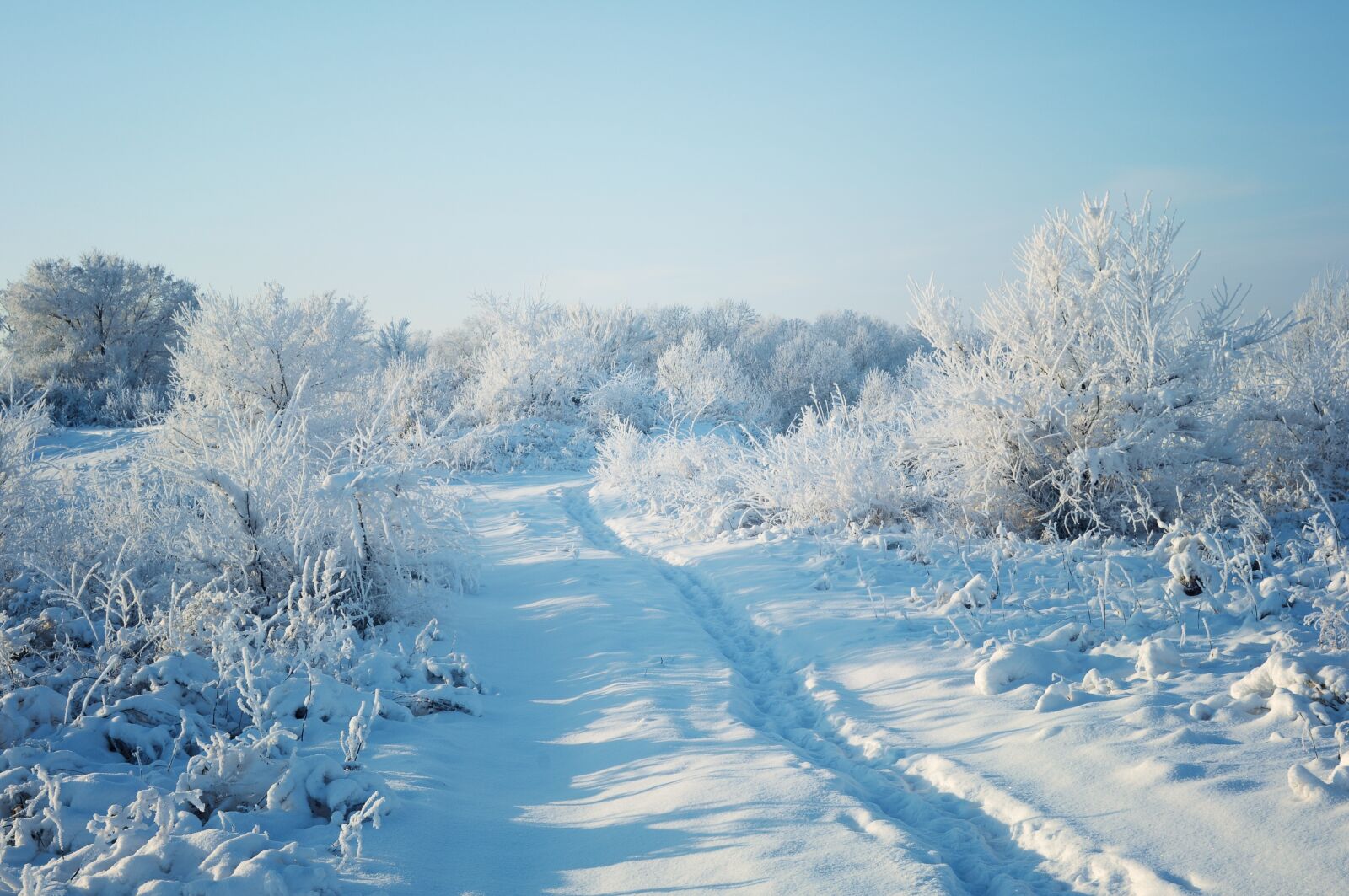 Nikon D5000 sample photo. Winter, snow, forest photography