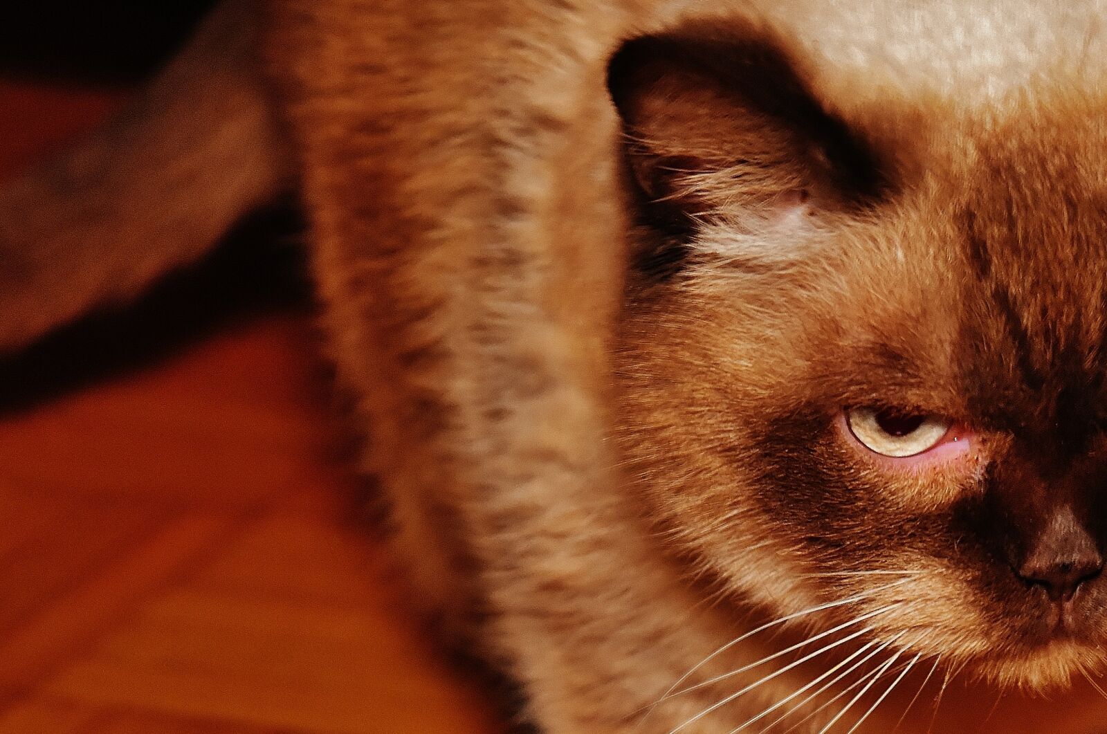 Nikon D7200 sample photo. Cat, british shorthair, mieze photography