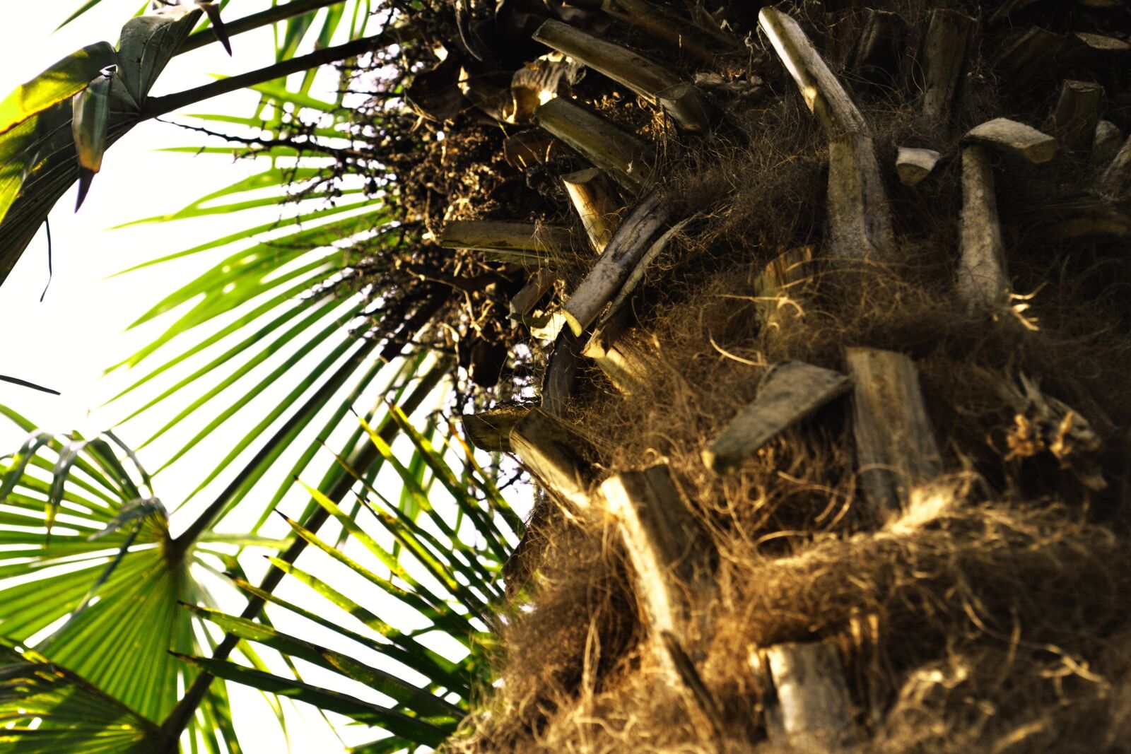 Nikon D3100 sample photo. Palm, sun, vacations photography