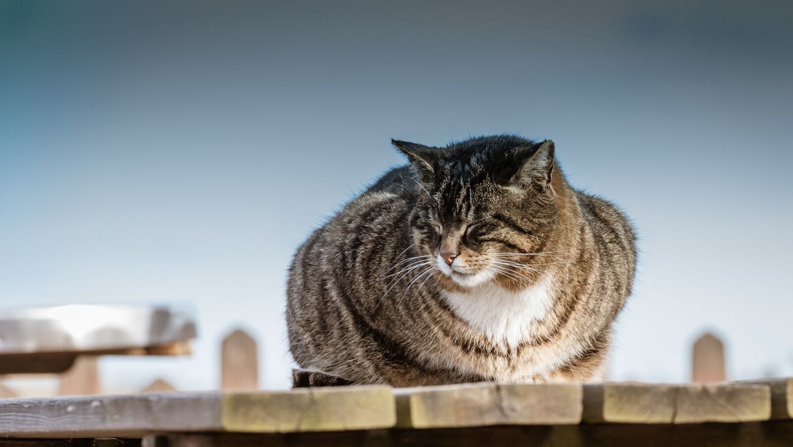 Nikon D750 sample photo. Expensive, cat, natural photography