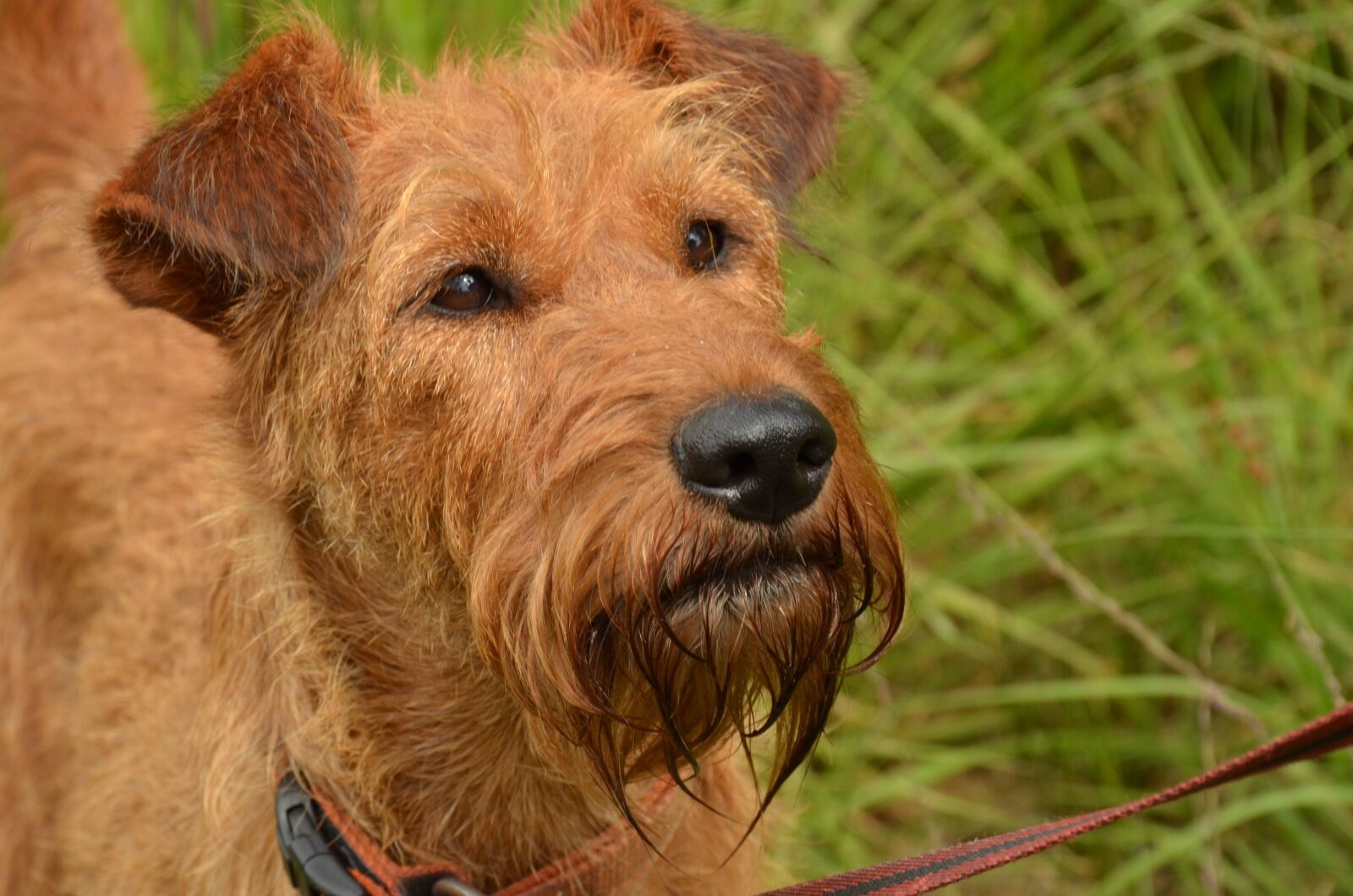 Nikon D7000 sample photo. Dog, irish, terrier photography
