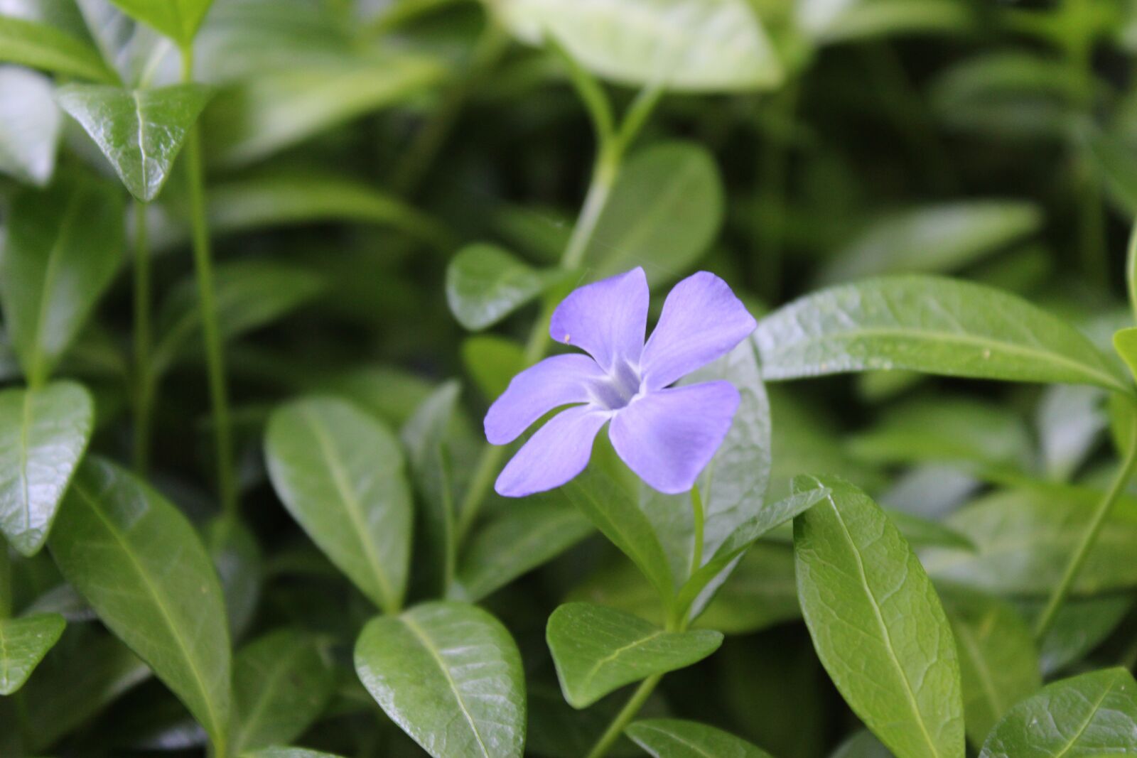 Canon EOS 1300D (EOS Rebel T6 / EOS Kiss X80) sample photo. цветок, природа, periwinkle photography