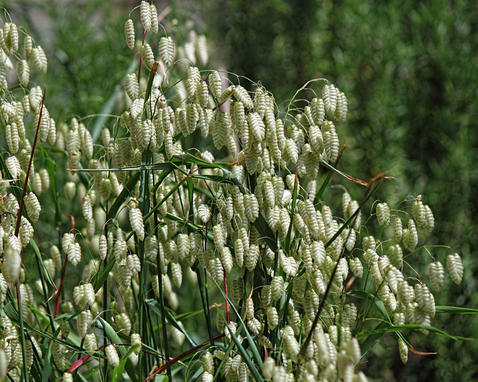 Canon EOS 500D (EOS Rebel T1i / EOS Kiss X3) sample photo. Grass, ornamental, green photography