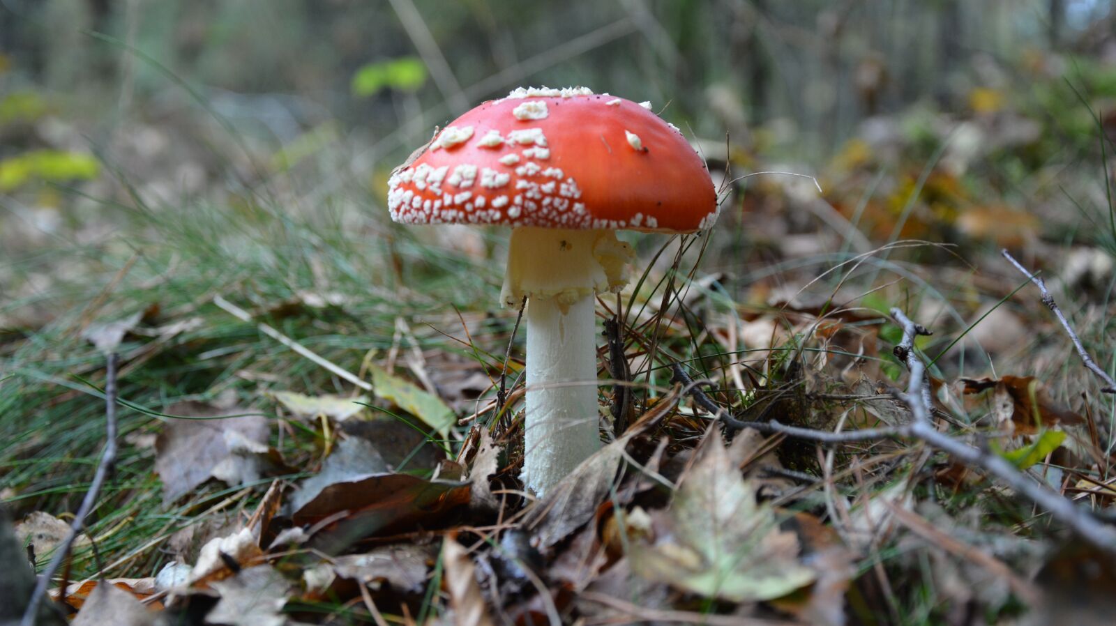 Nikon D7100 sample photo. Autumn, mushroom, mushrooms photography
