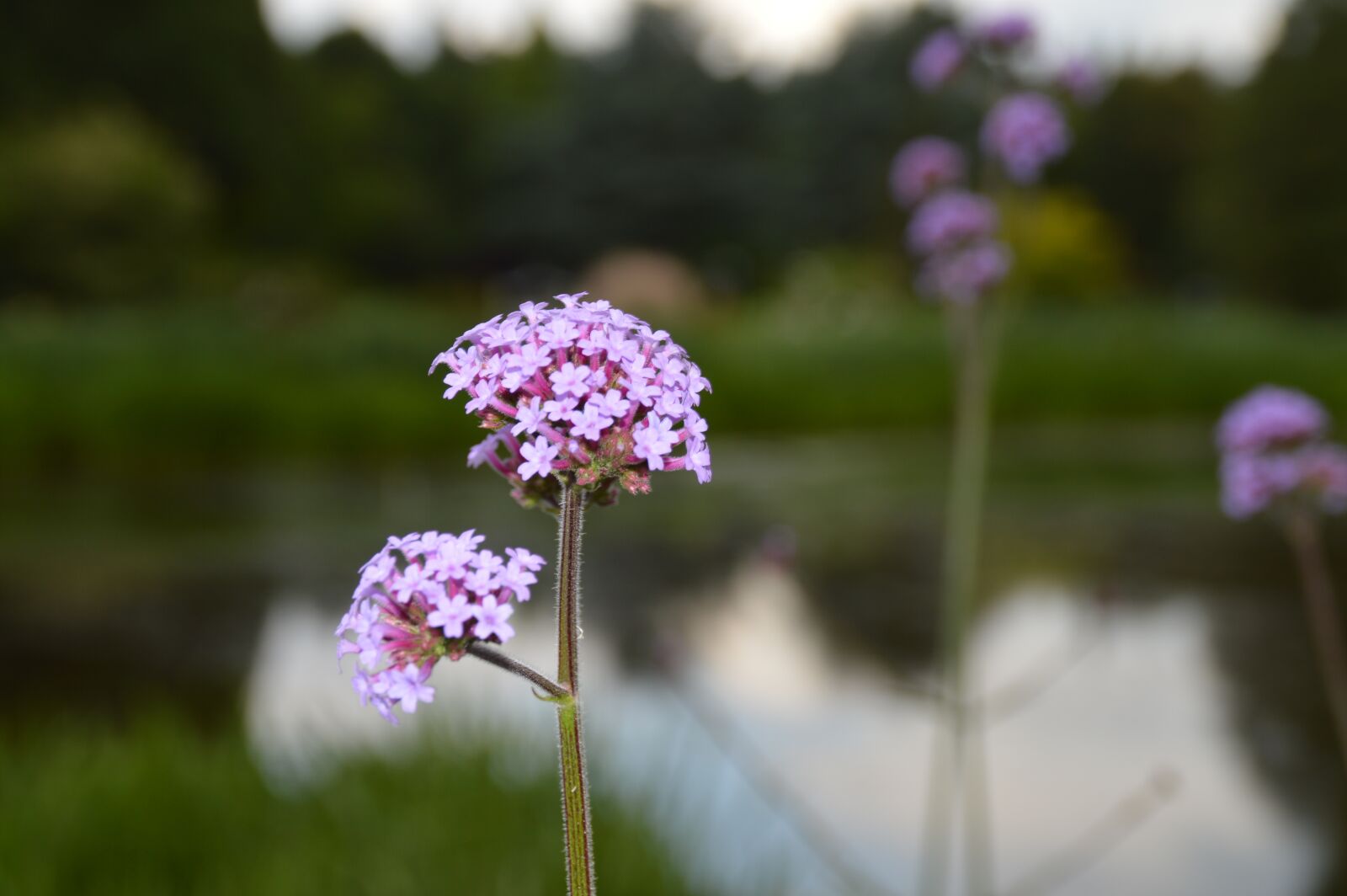 Nikon D3200 sample photo. Flowers, water, pond photography