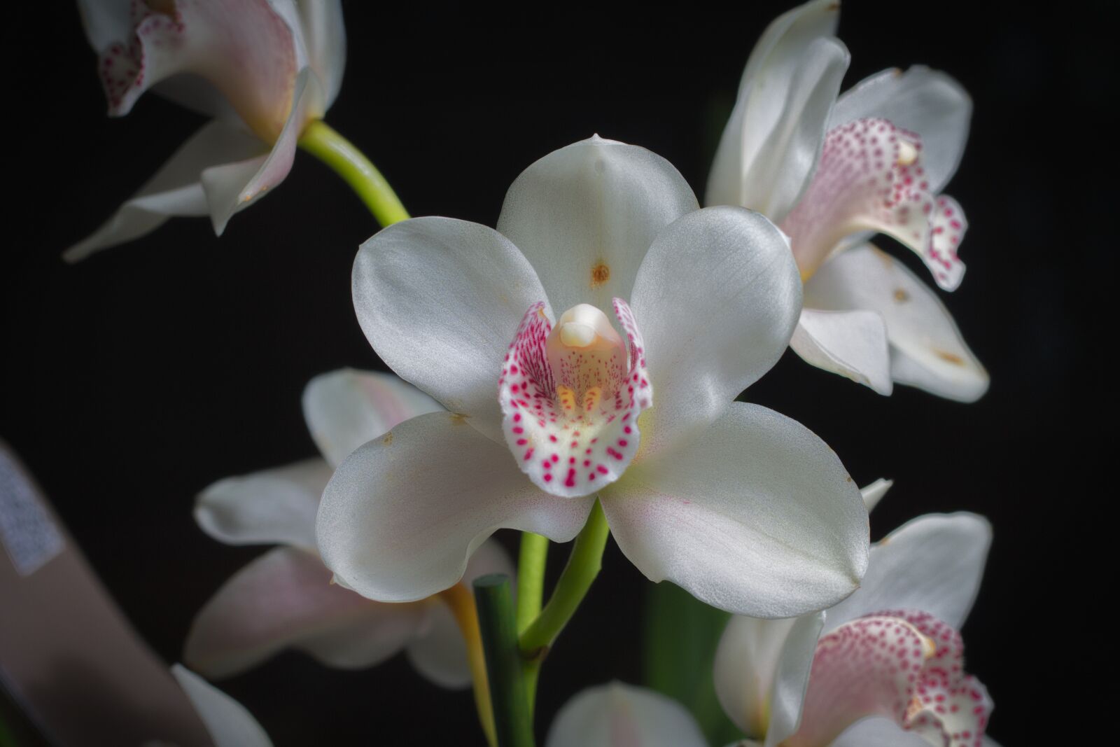Canon EOS 1100D (EOS Rebel T3 / EOS Kiss X50) + Canon EF 50mm F1.8 II sample photo. Orchid, flower, plant photography