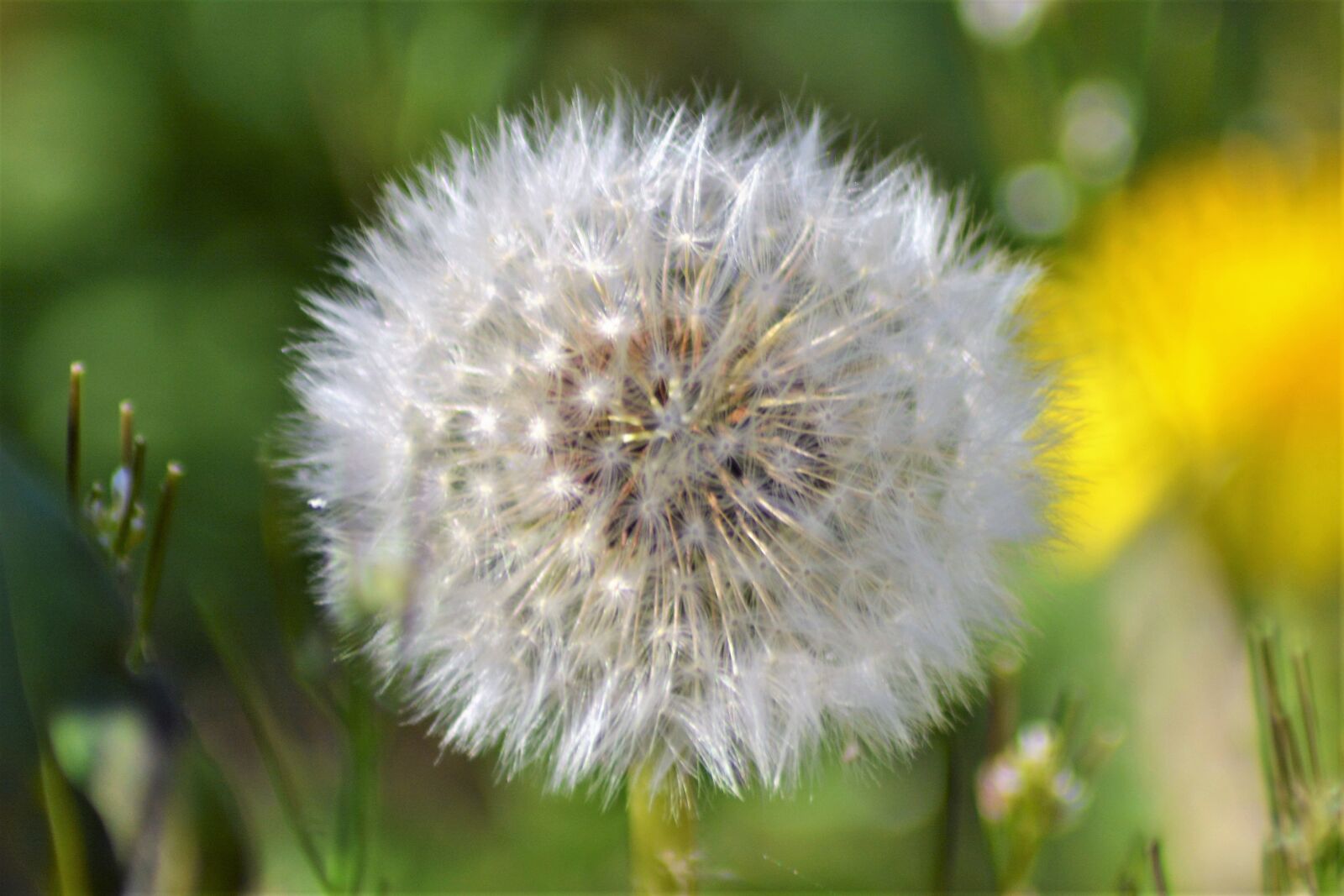 Nikon D5200 sample photo. Seeds, flower, dandelion photography