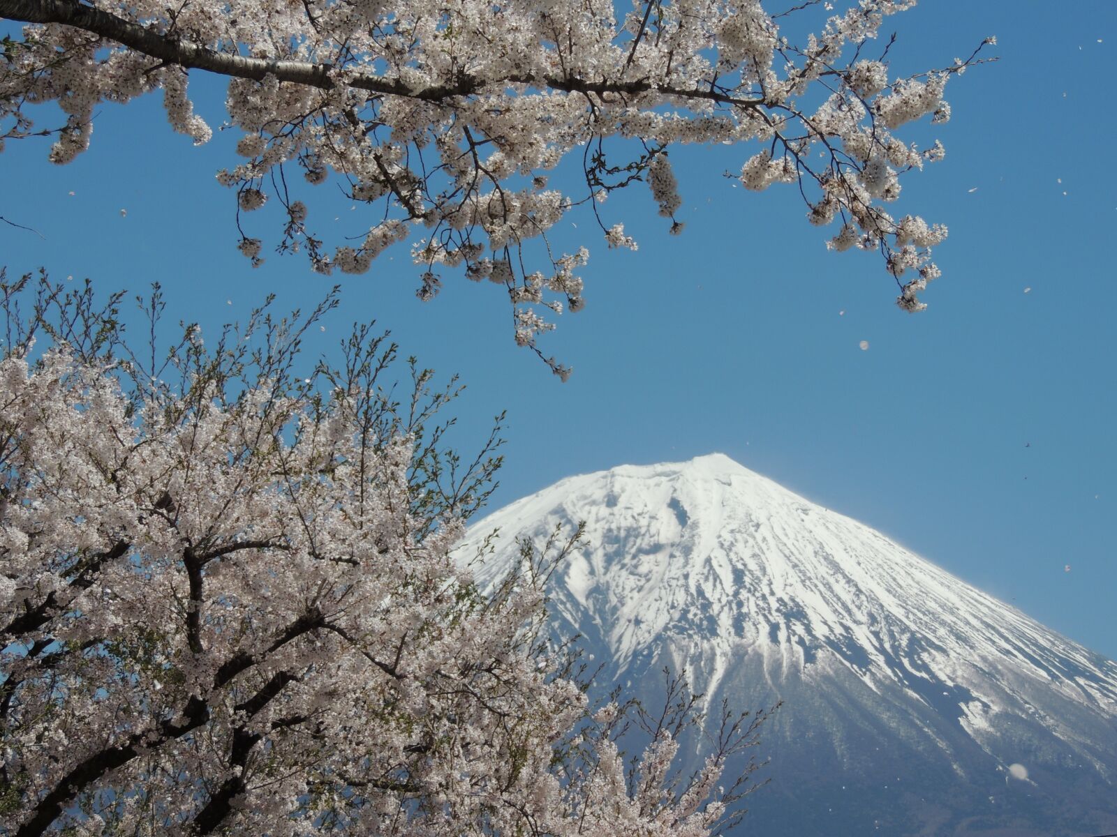 Nikon Coolpix P510 sample photo. Blossom, sky, bloom photography
